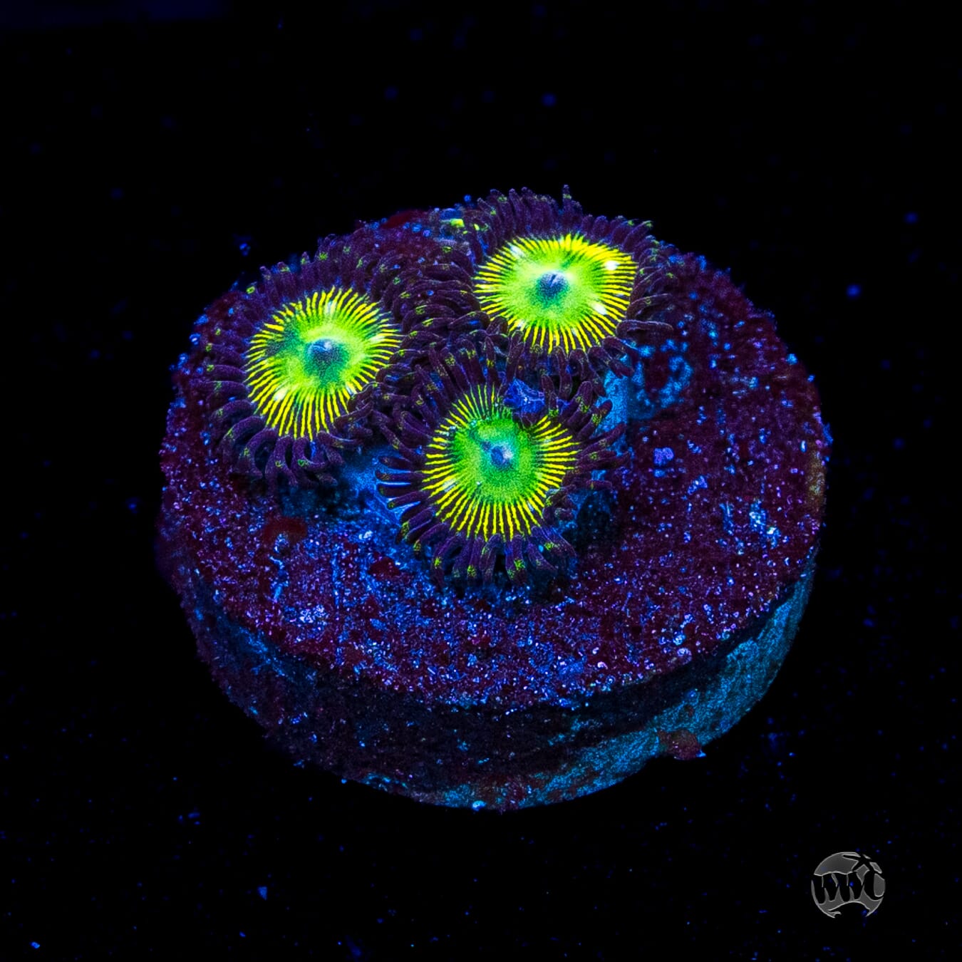WWC Saltwater Taffee Zoanthids