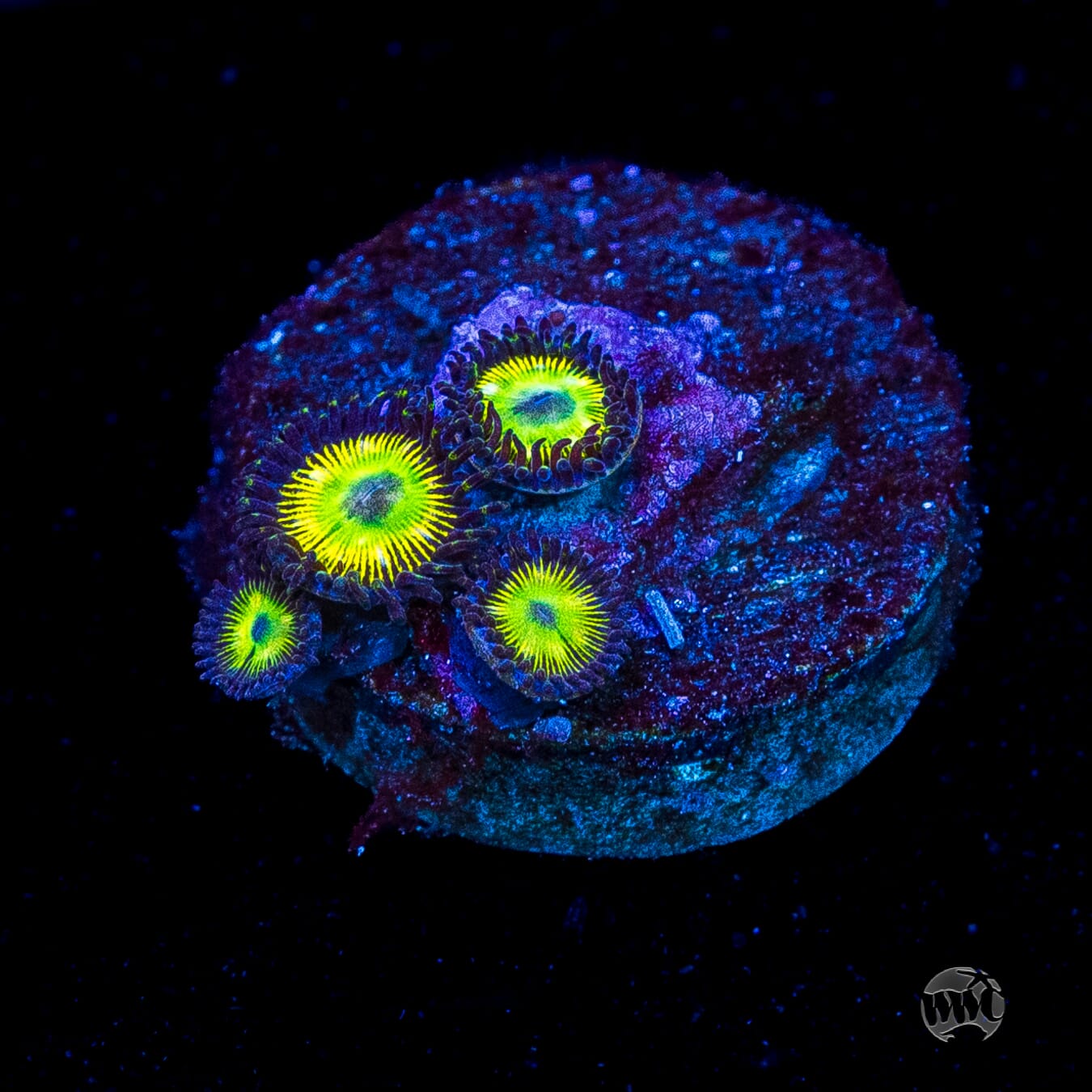 WWC Saltwater Taffee Zoanthids