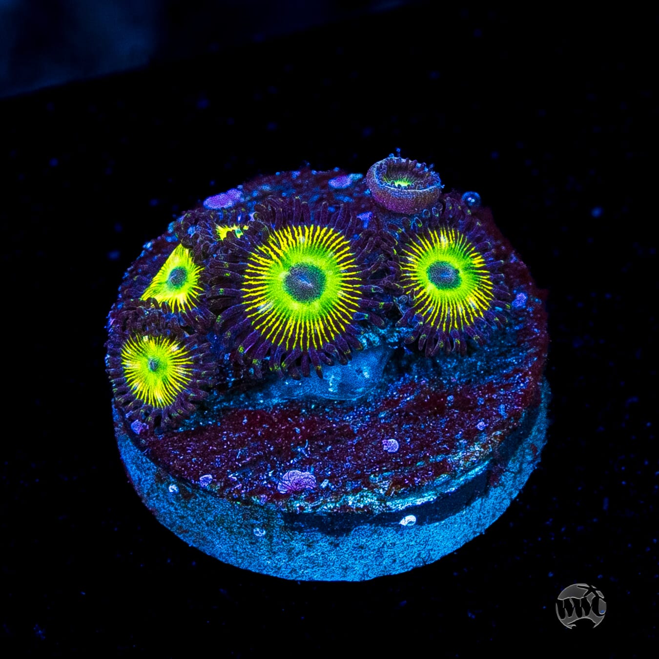 WWC Saltwater Taffee Zoanthids
