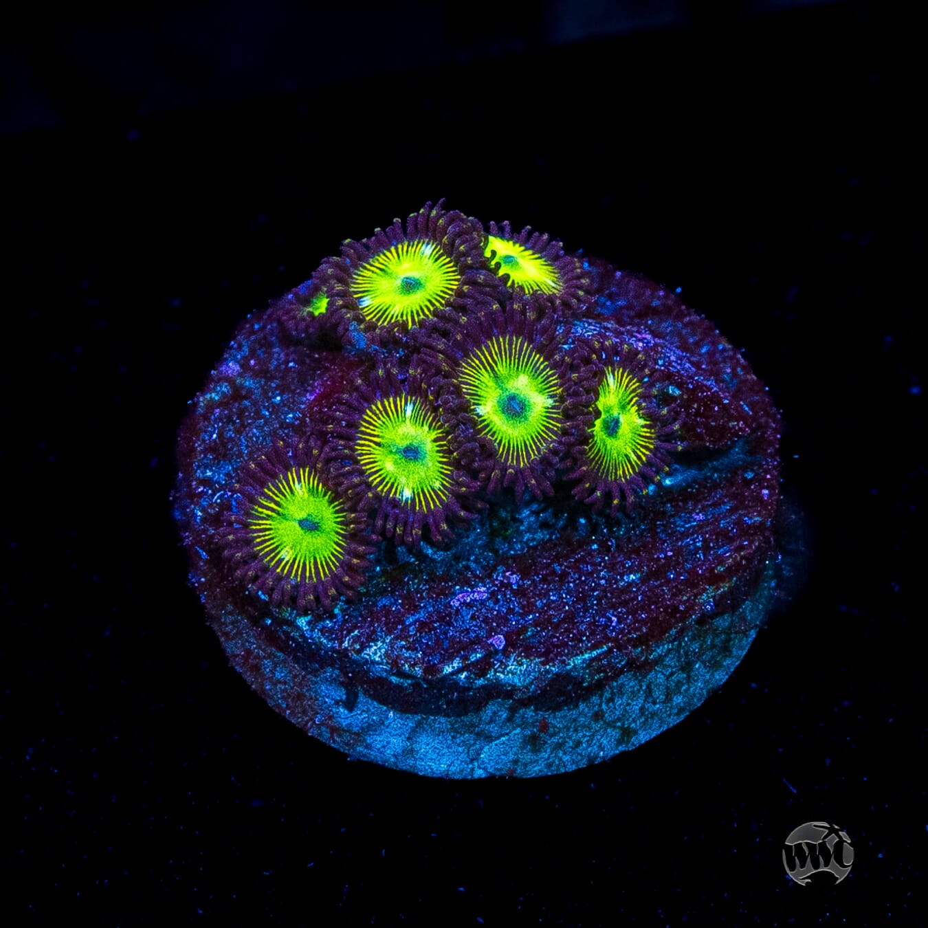 WWC Saltwater Taffee Zoanthids