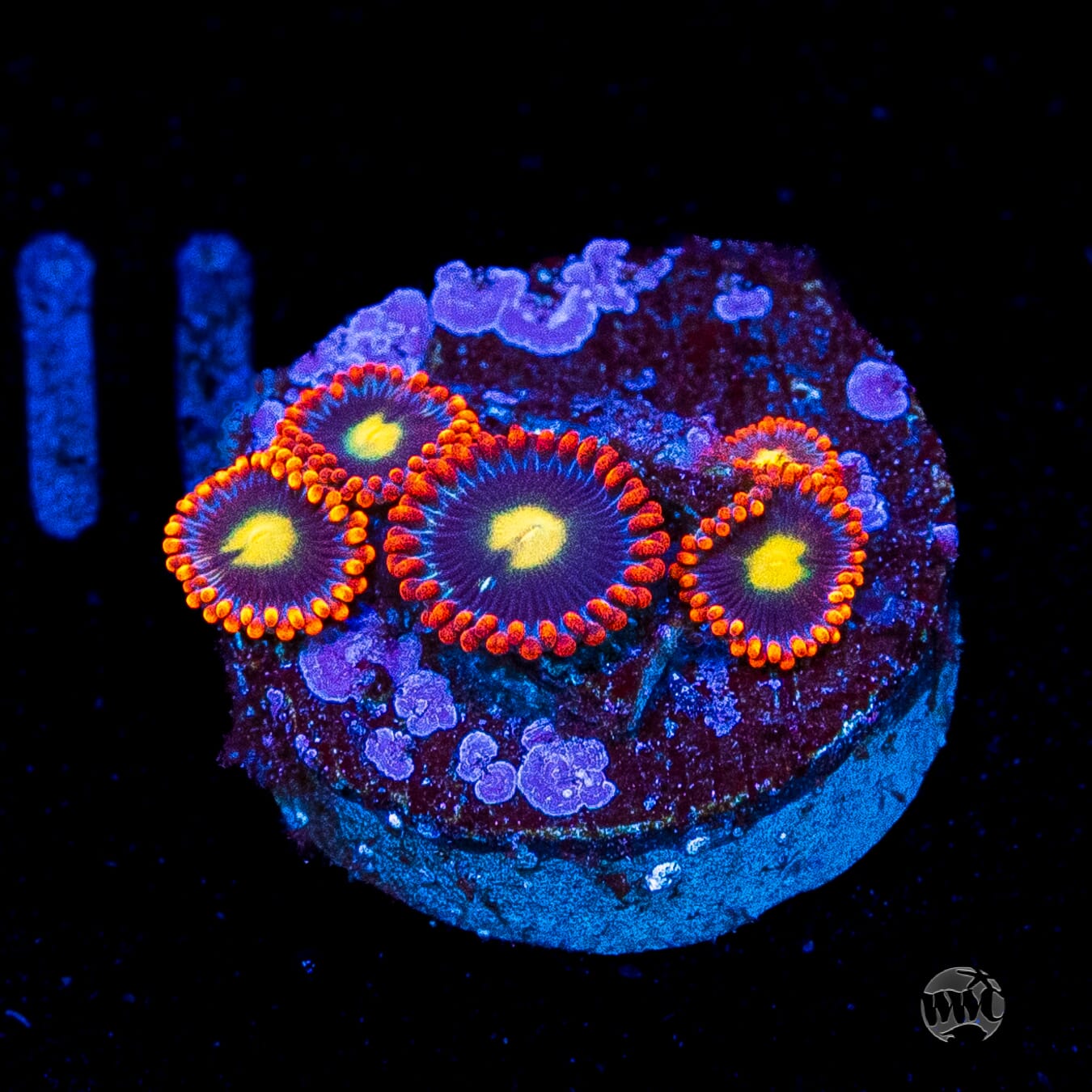 WWC Mandarin Monster Zoanthids