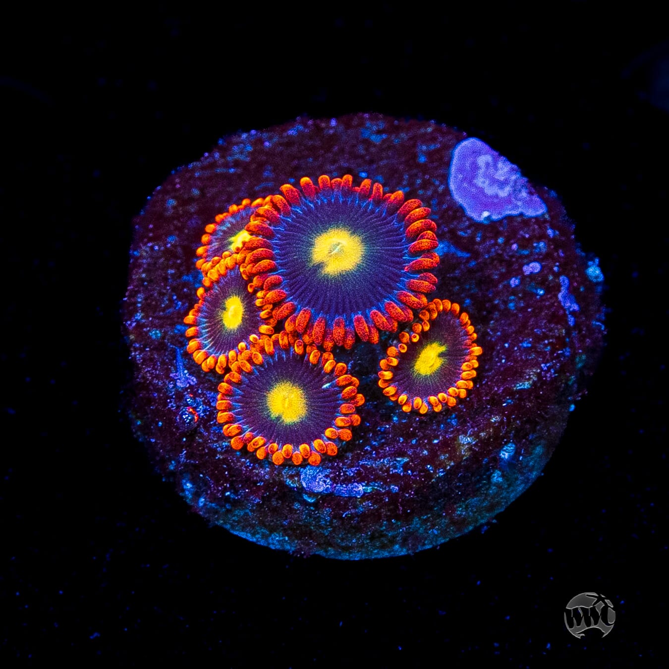 WWC Mandarin Monster Zoanthids