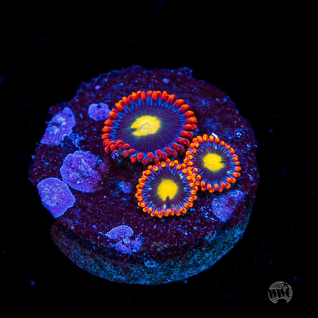 WWC Mandarin Monster Zoanthids