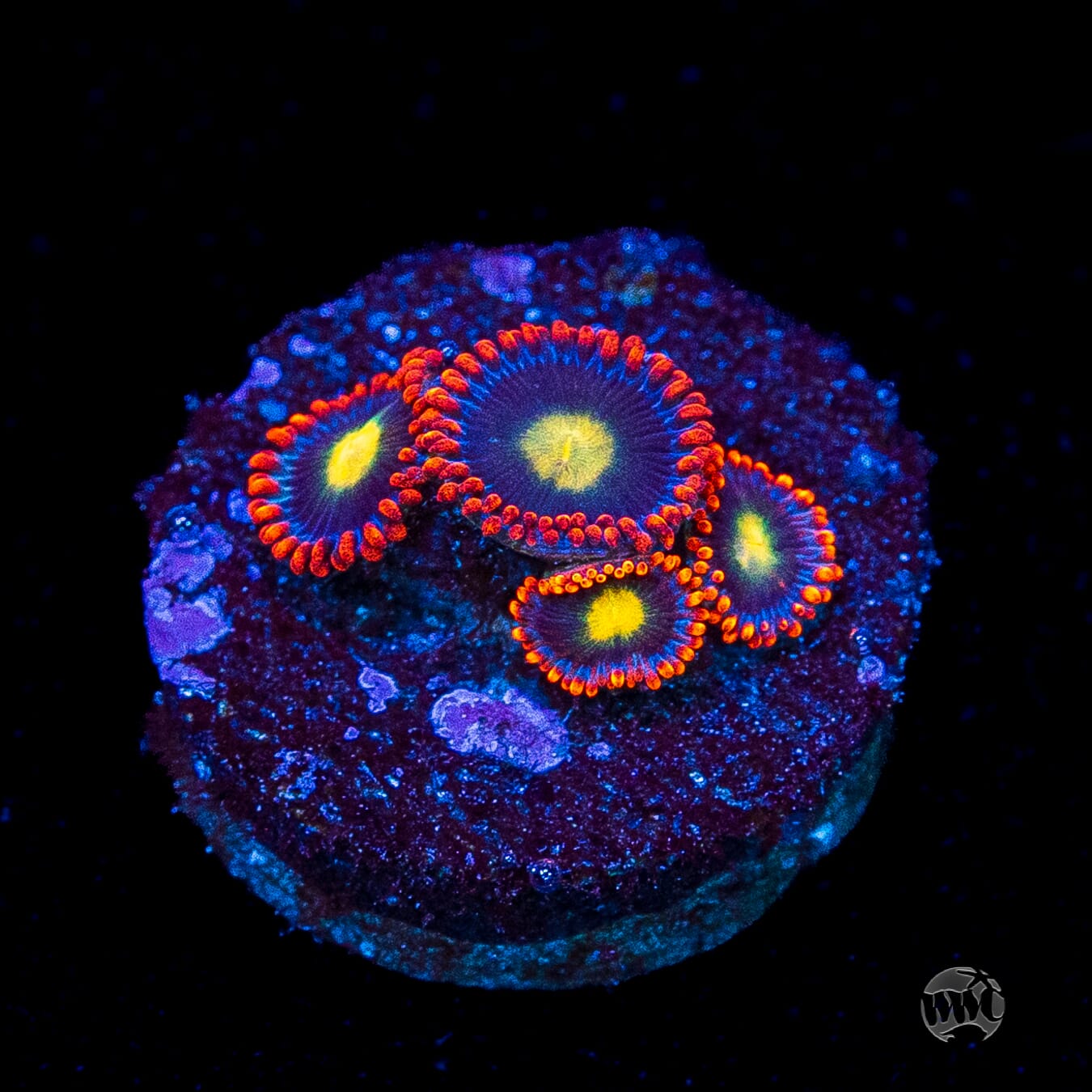 WWC Mandarin Monster Zoanthids