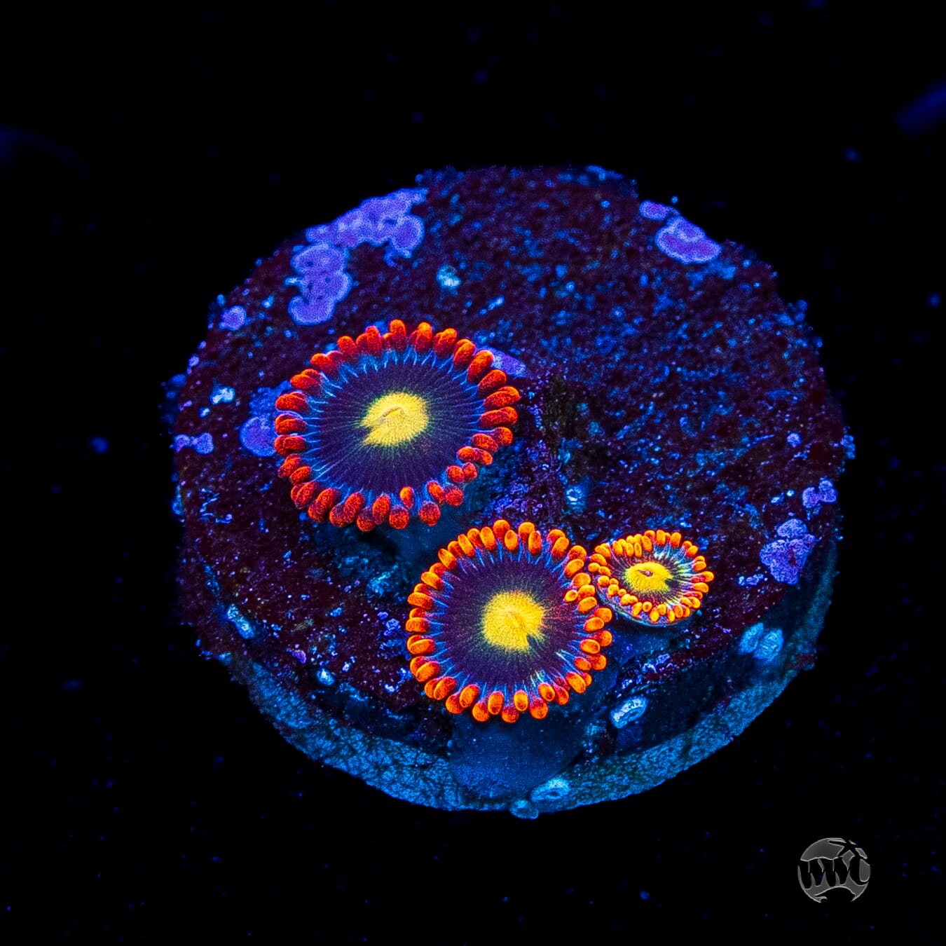 WWC Mandarin Monster Zoanthids