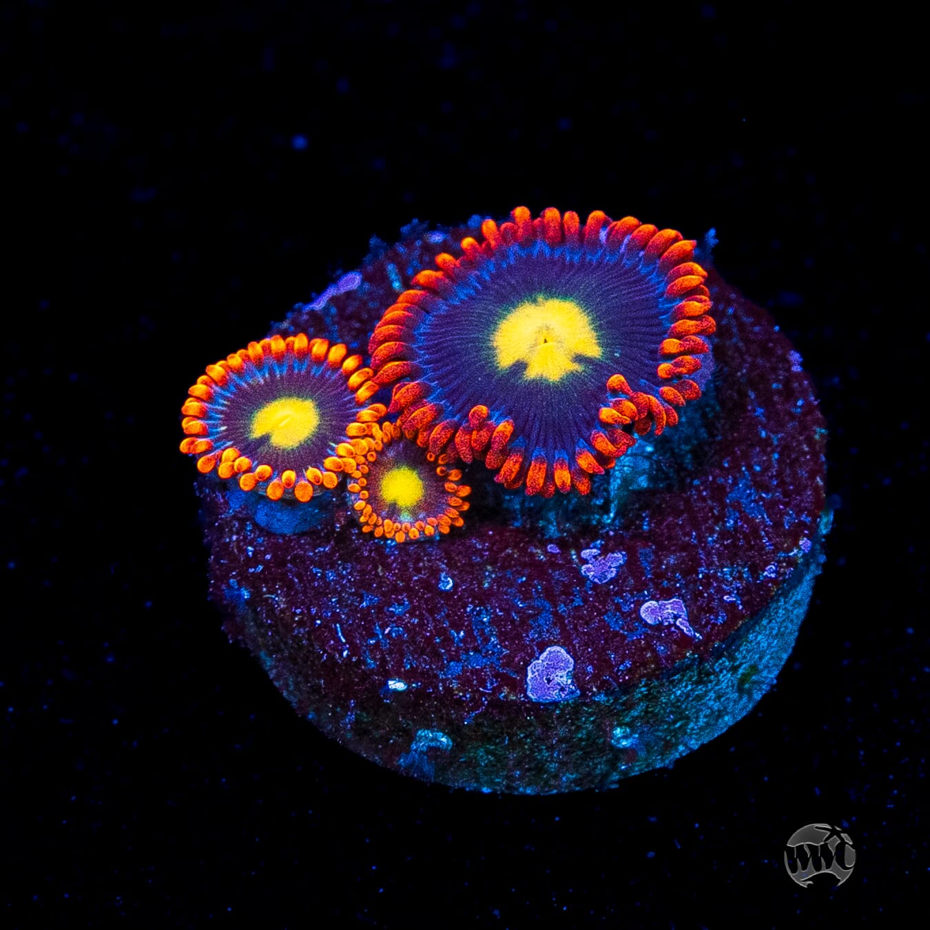 WWC Mandarin Monster Zoanthids