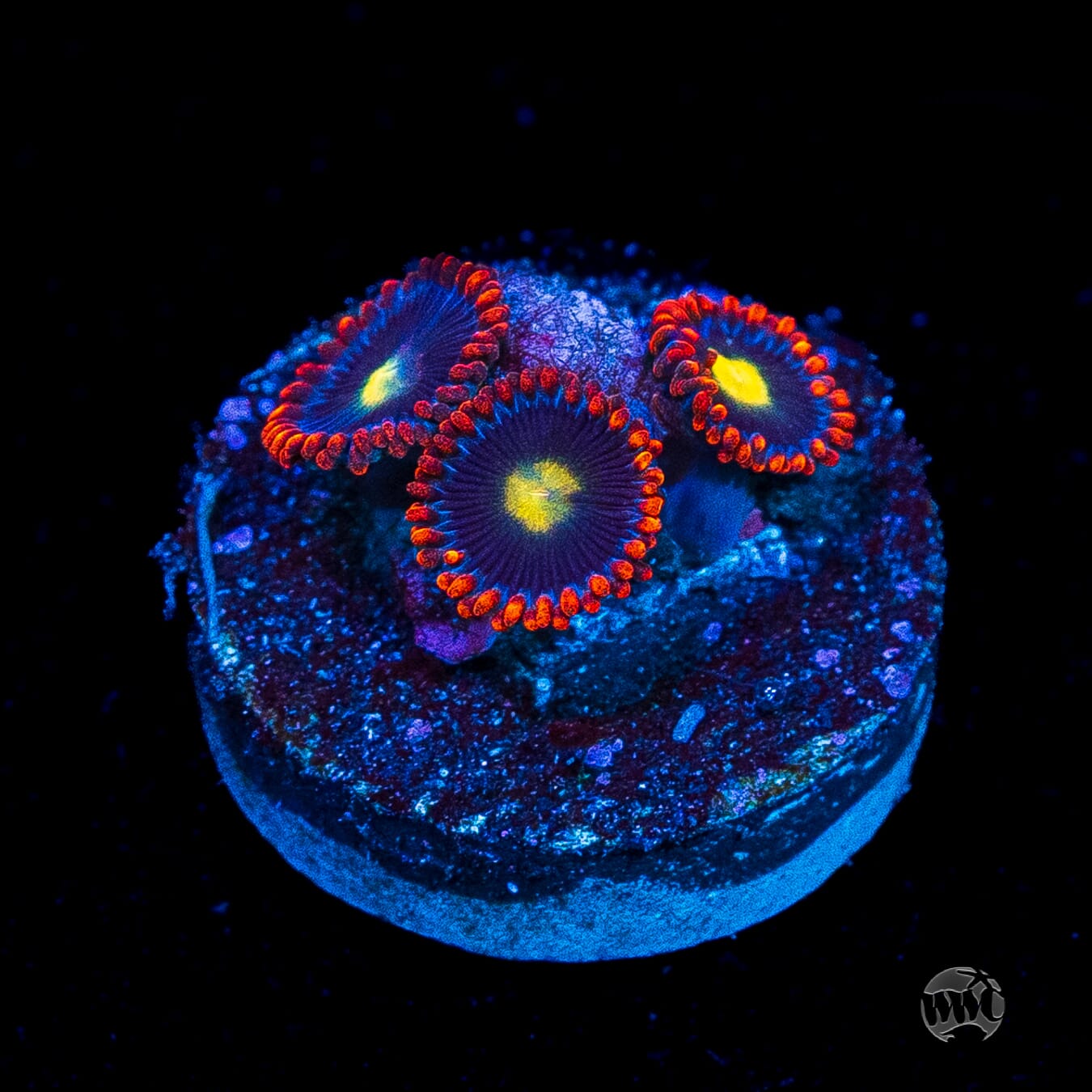 WWC Mandarin Monster Zoanthids
