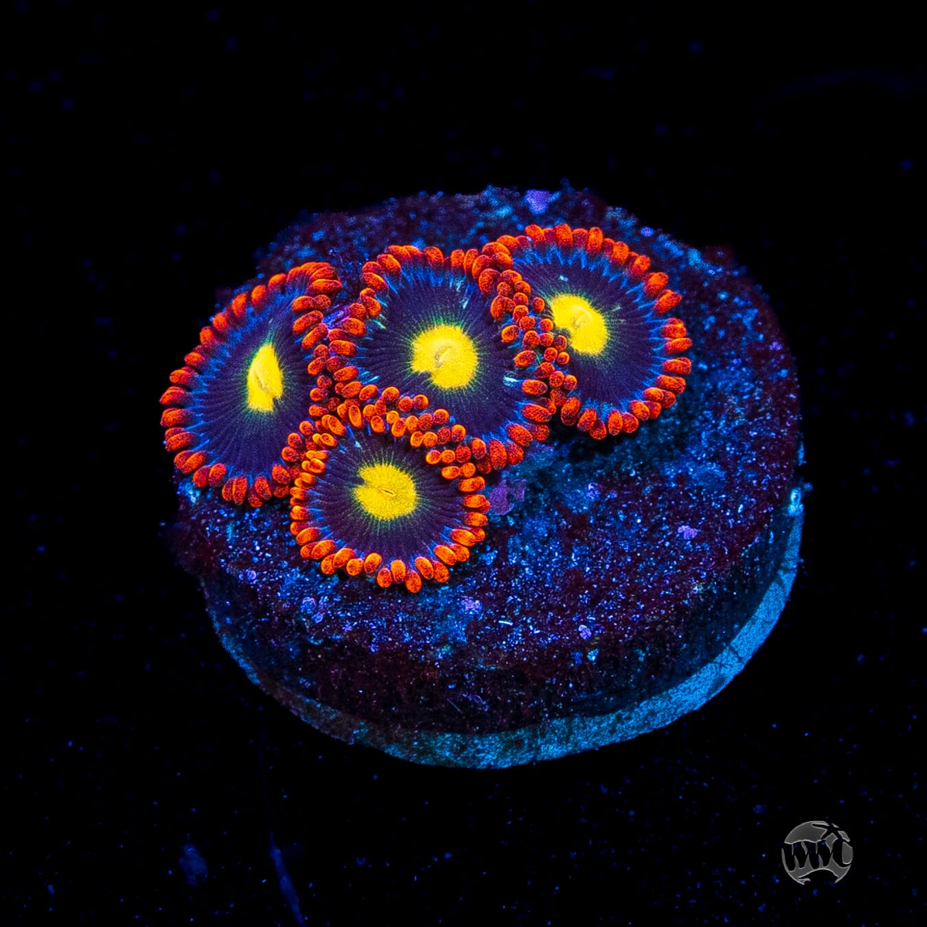 WWC Mandarin Monster Zoanthids
