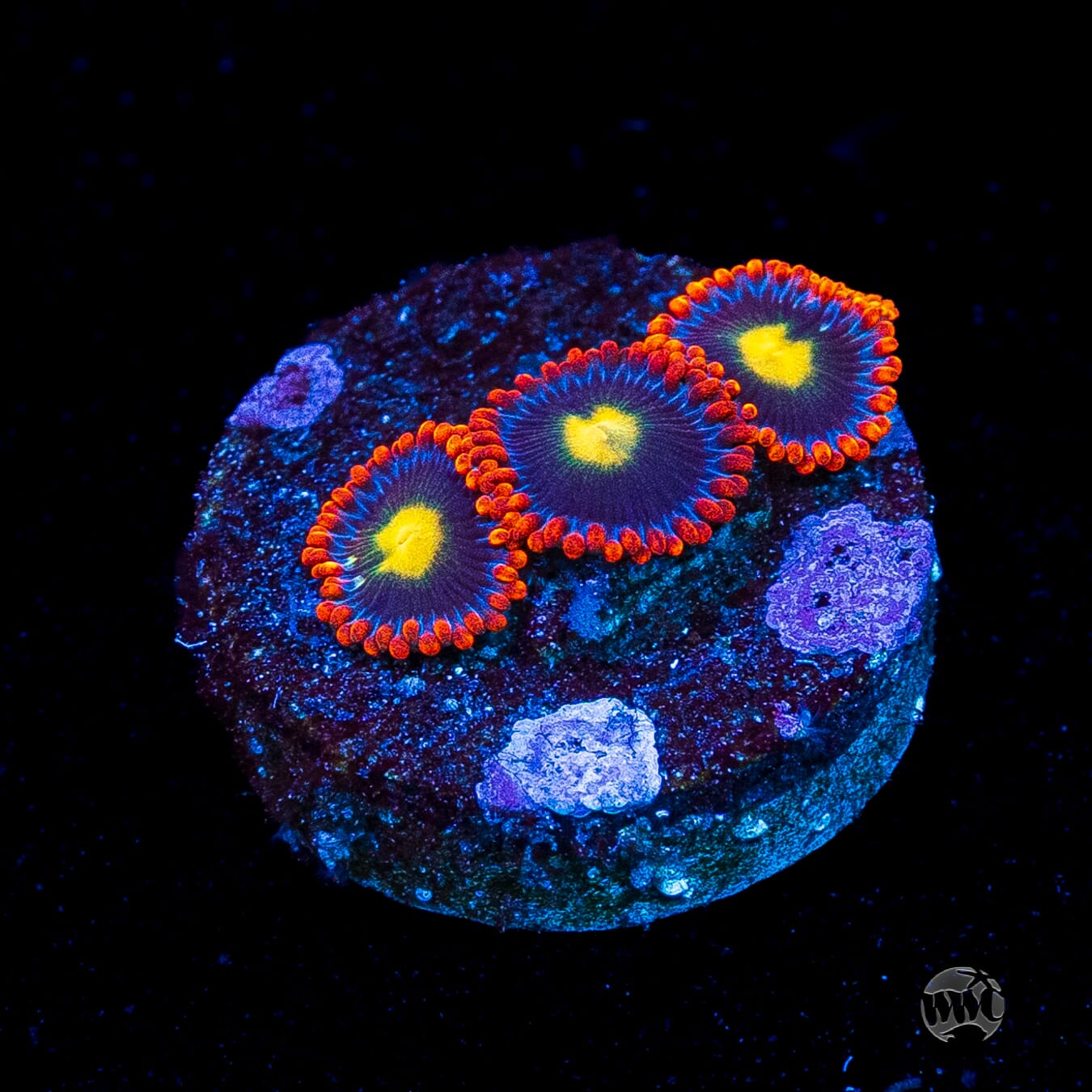 WWC Mandarin Monster Zoanthids