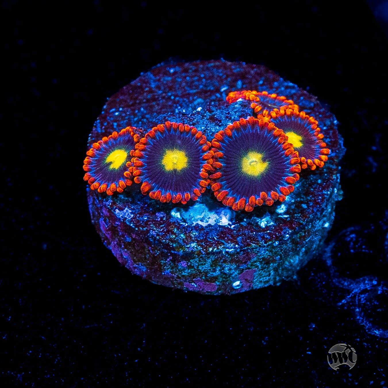 WWC Mandarin Monster Zoanthids