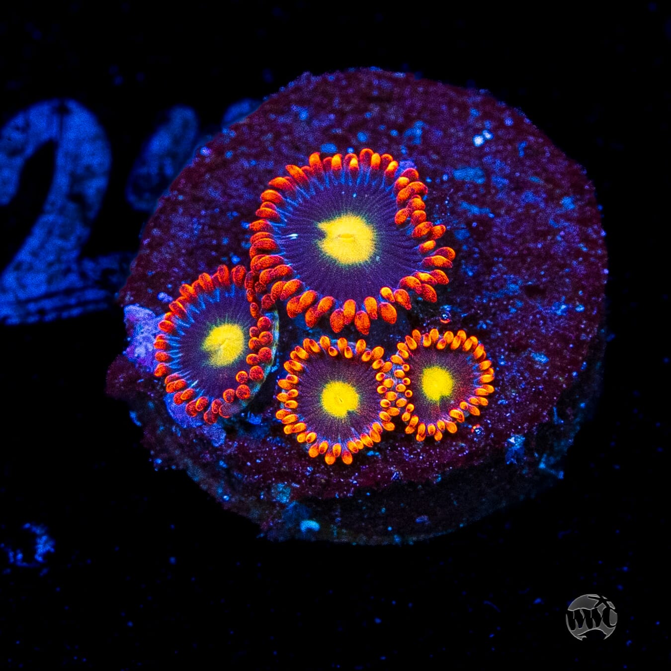 WWC Mandarin Monster Zoanthids