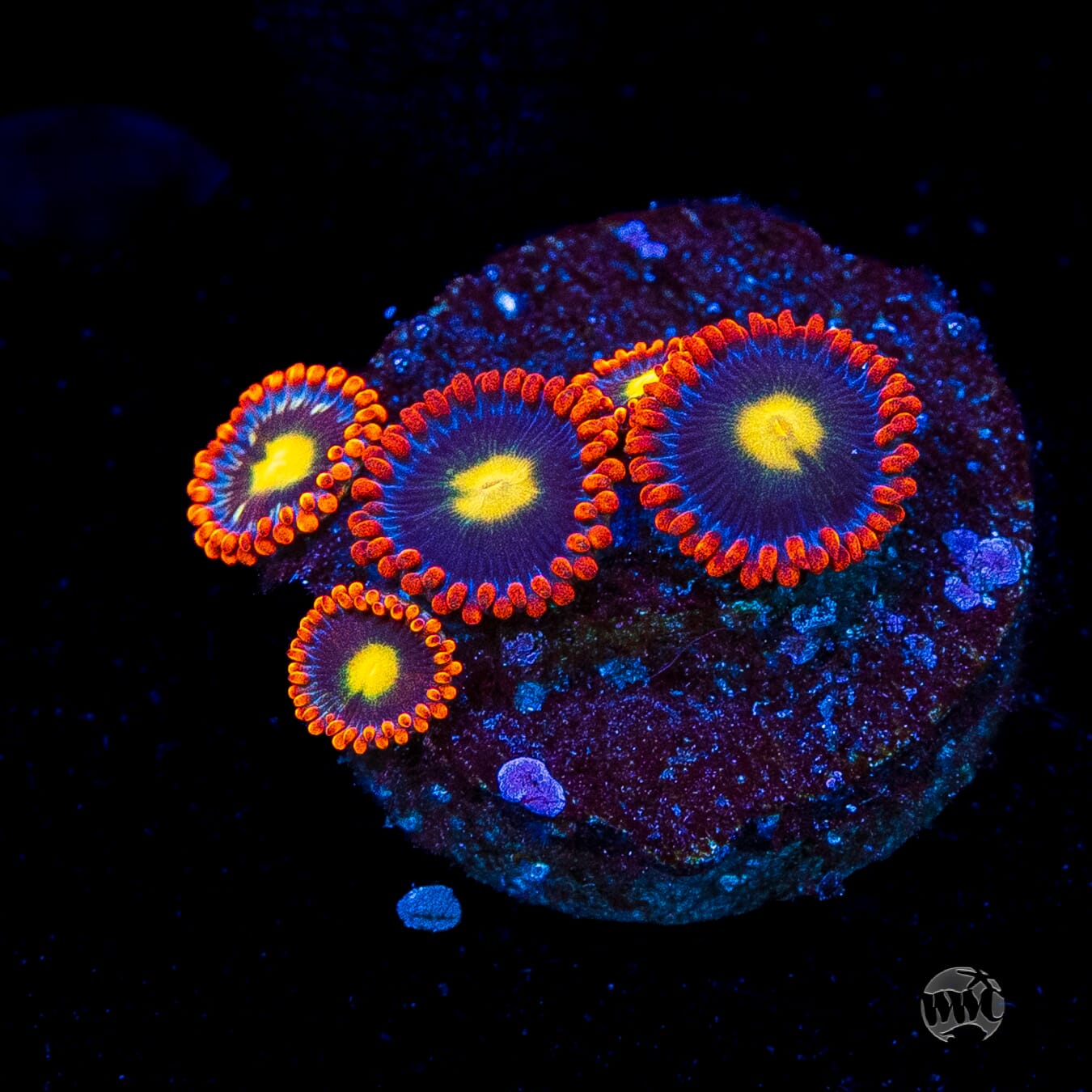 WWC Mandarin Monster Zoanthids