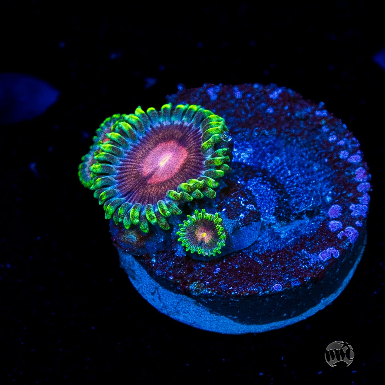 WWC Lucky Kentucky Zoanthids