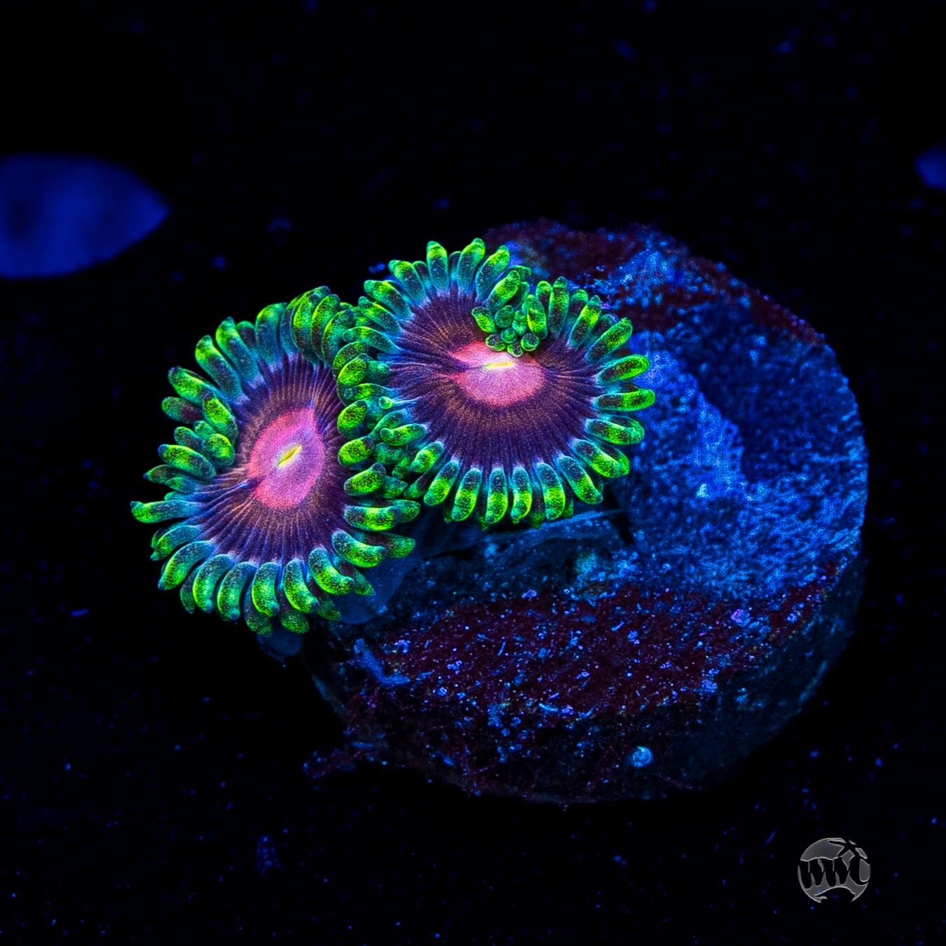 WWC Lucky Kentucky Zoanthids