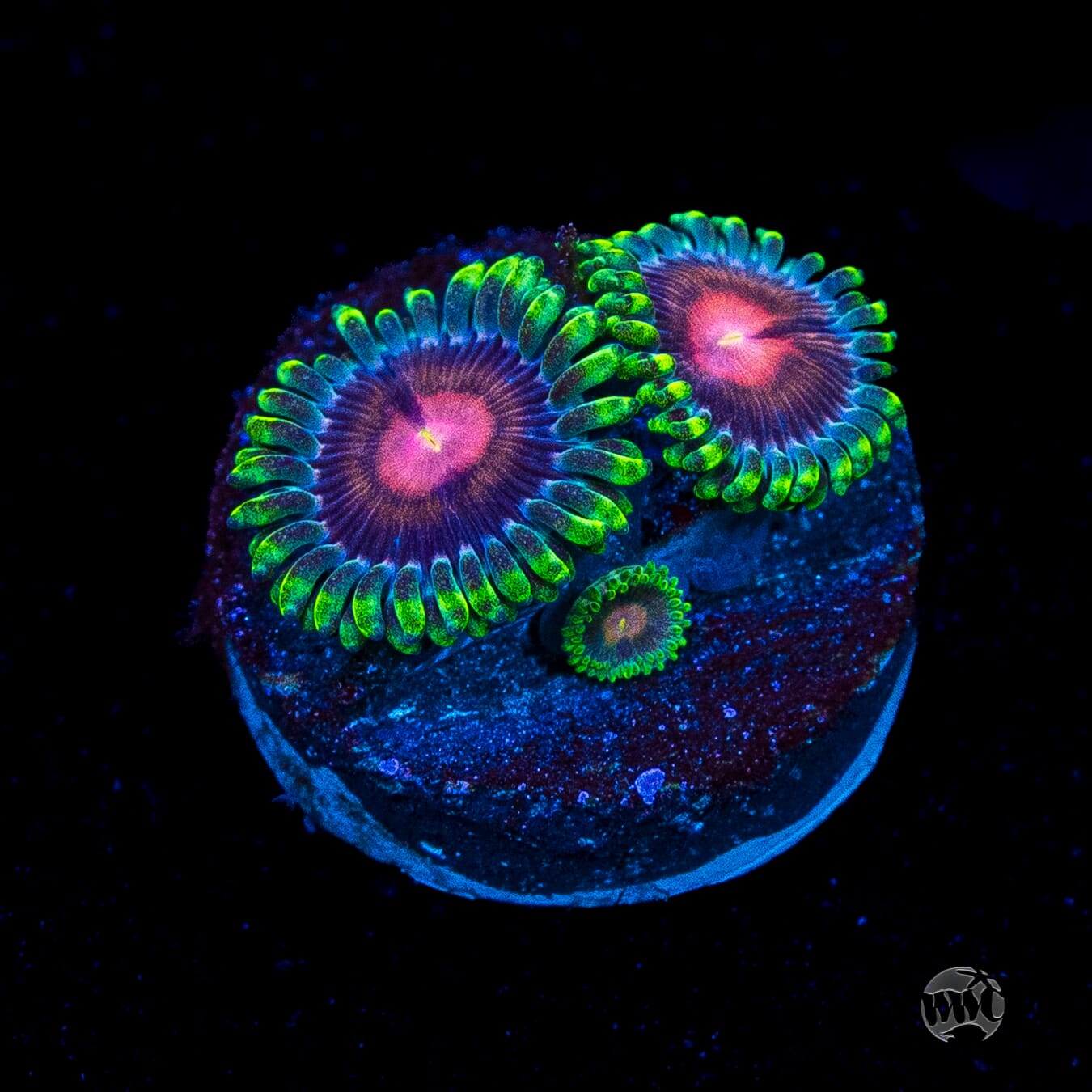 WWC Lucky Kentucky Zoanthids