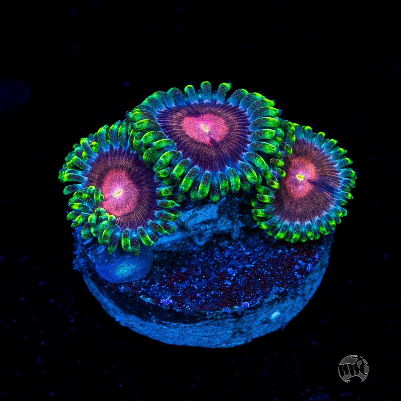 WWC Lucky Kentucky Zoanthids