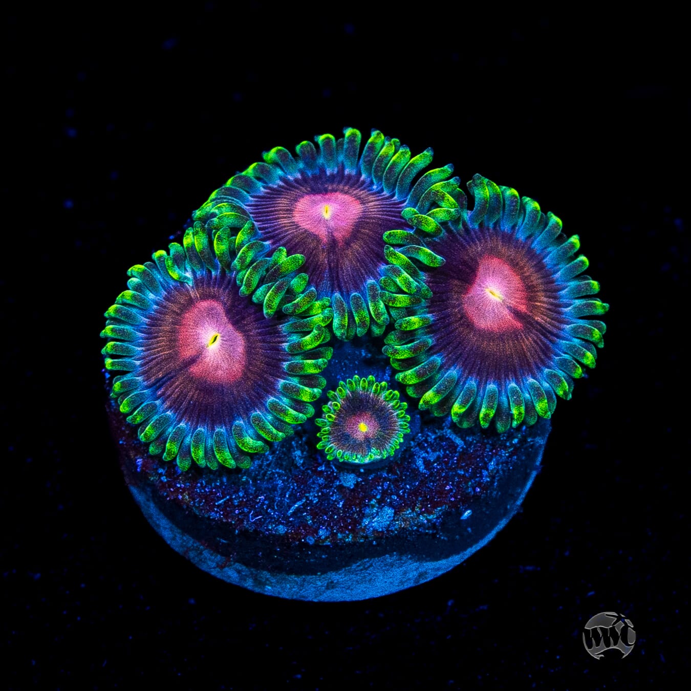 WWC Lucky Kentucky Zoanthids