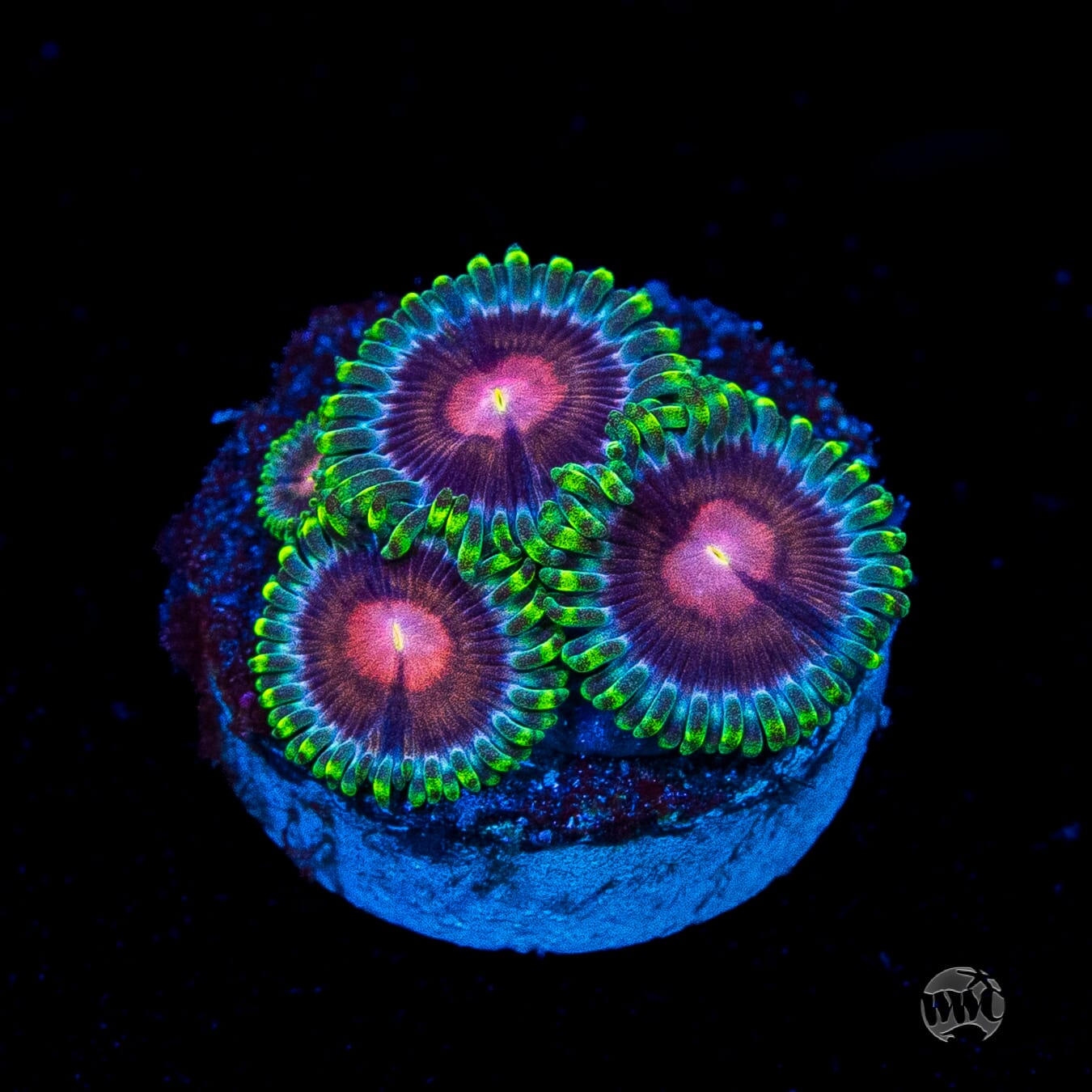 WWC Lucky Kentucky Zoanthids