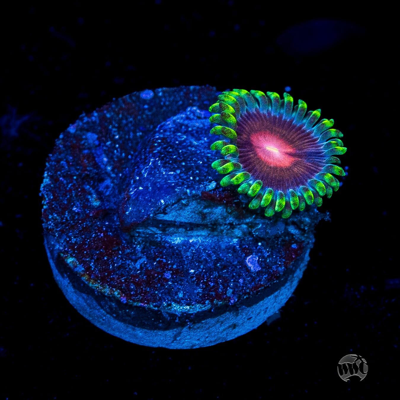 WWC Lucky Kentucky Zoanthids