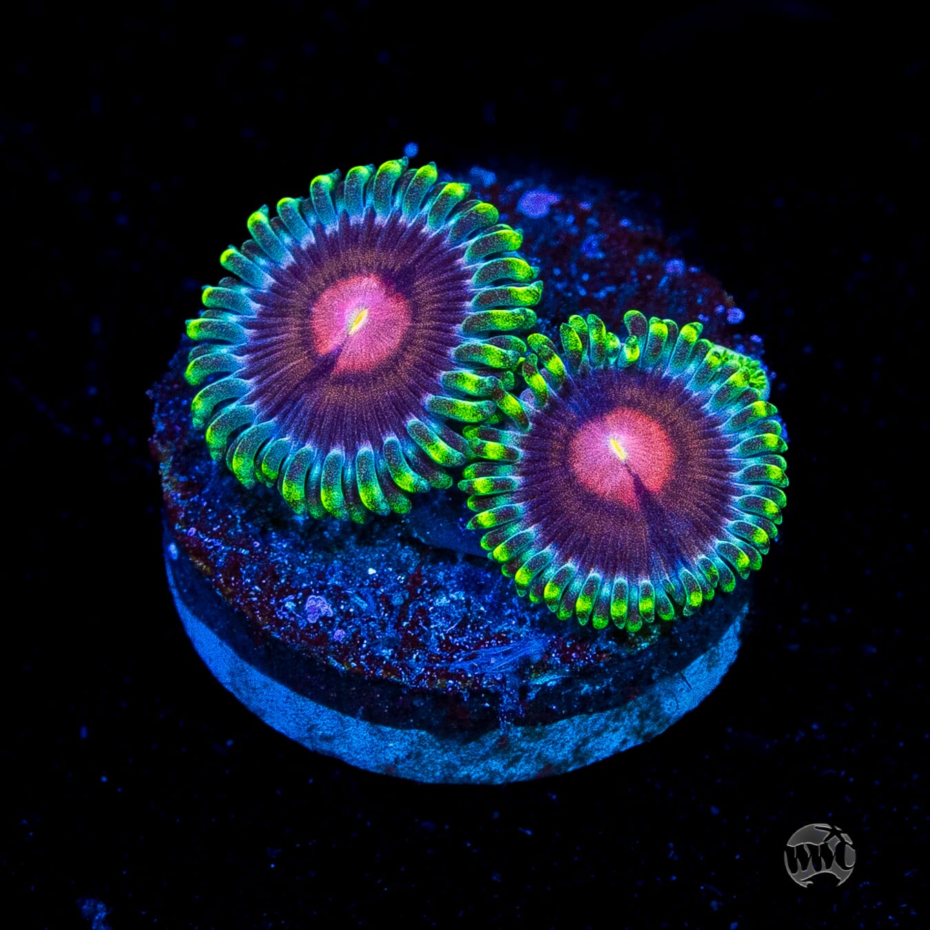 WWC Lucky Kentucky Zoanthids