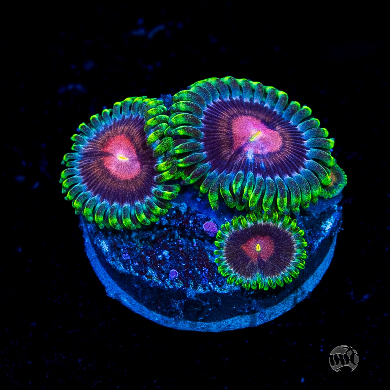 WWC Lucky Kentucky Zoanthids