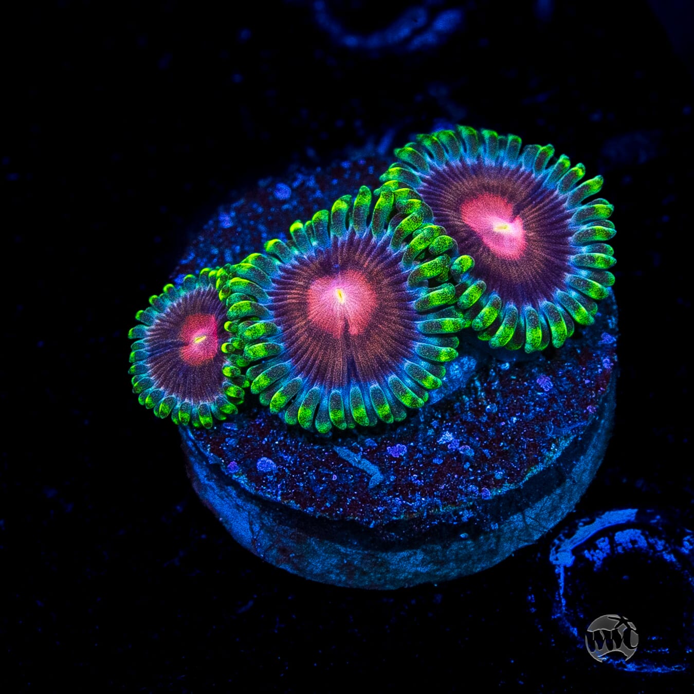WWC Lucky Kentucky Zoanthids