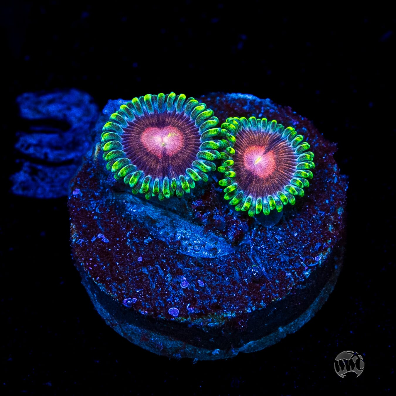WWC Lucky Kentucky Zoanthids