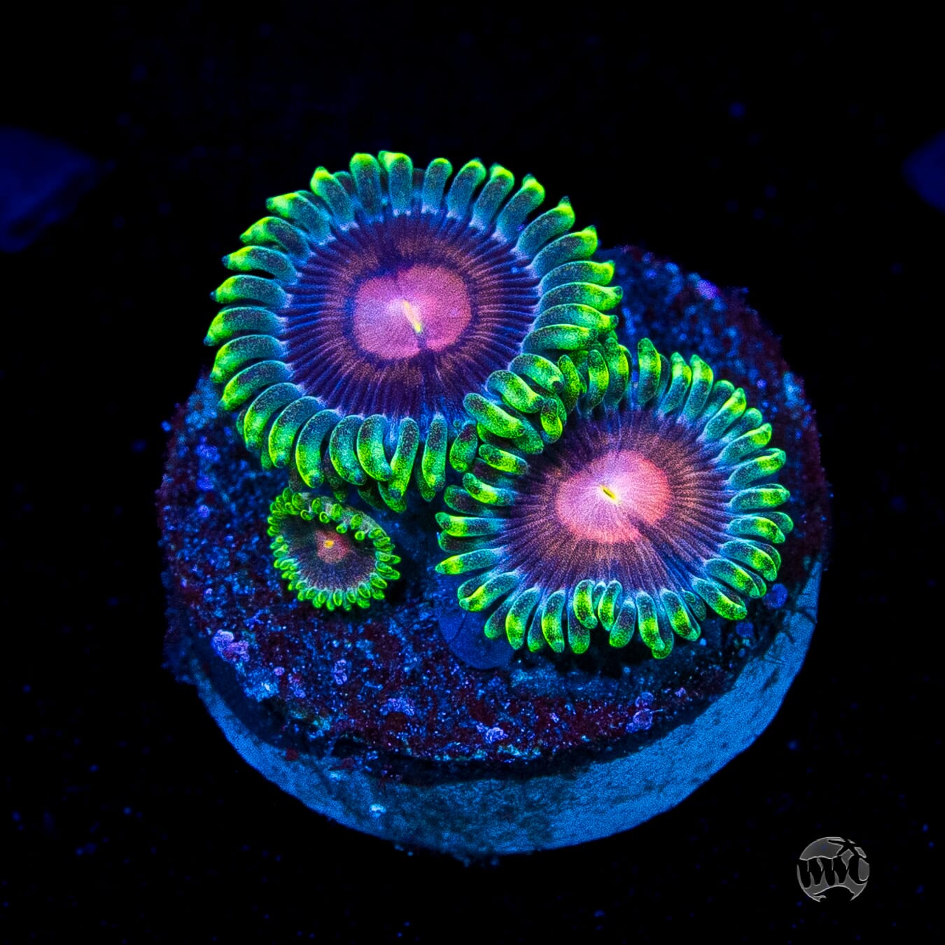 WWC Lucky Kentucky Zoanthids