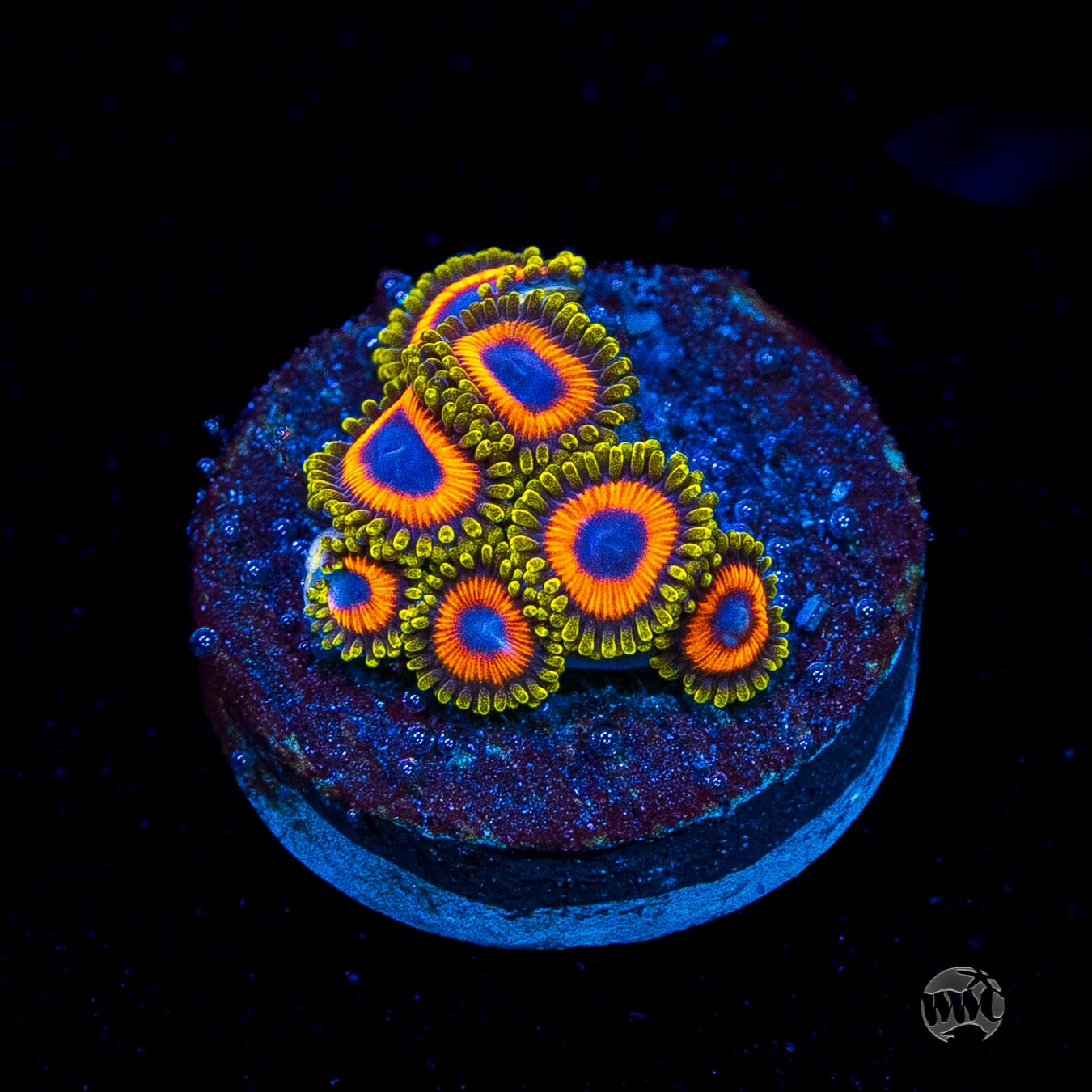 Eagle Eye Zoanthids