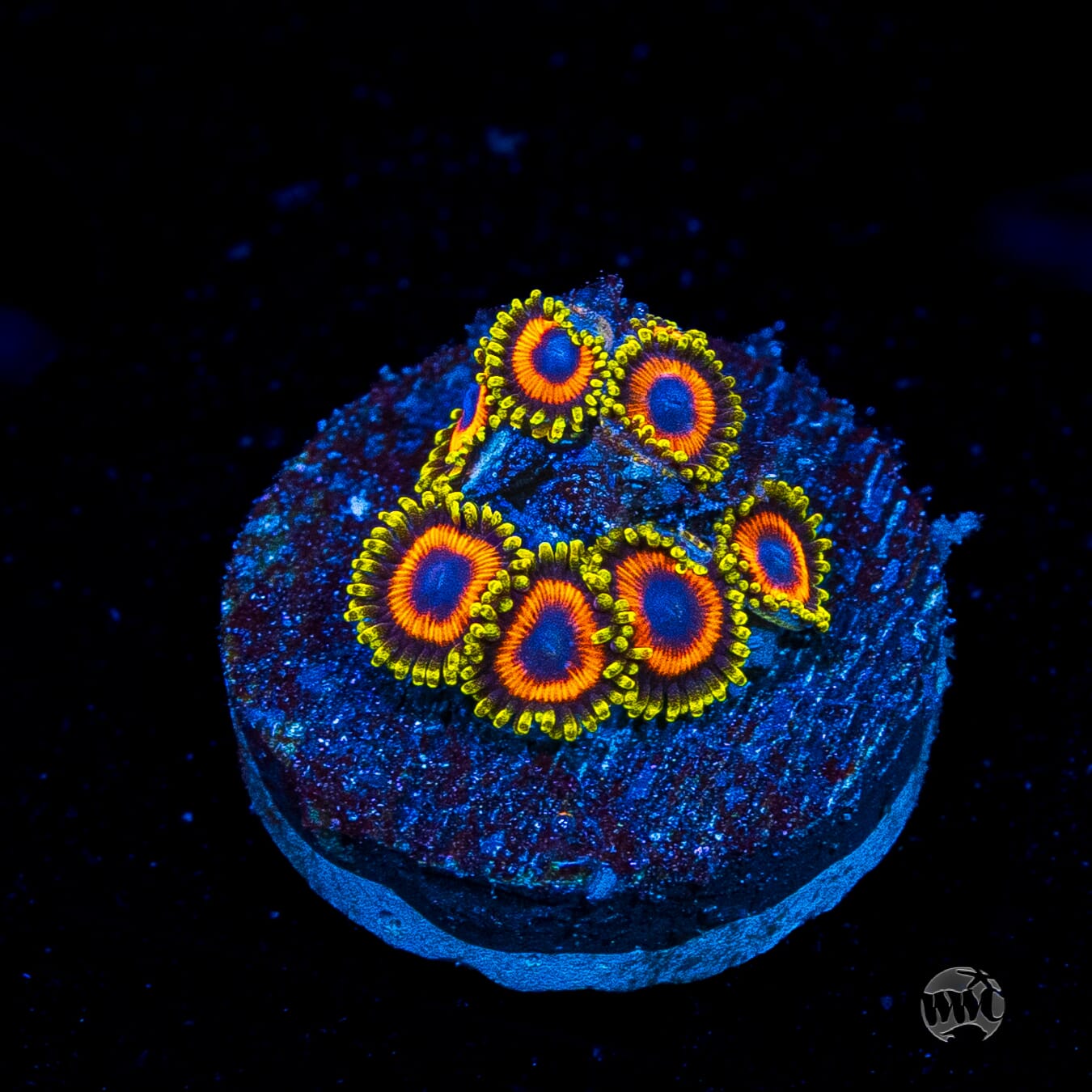 Eagle Eye Zoanthids