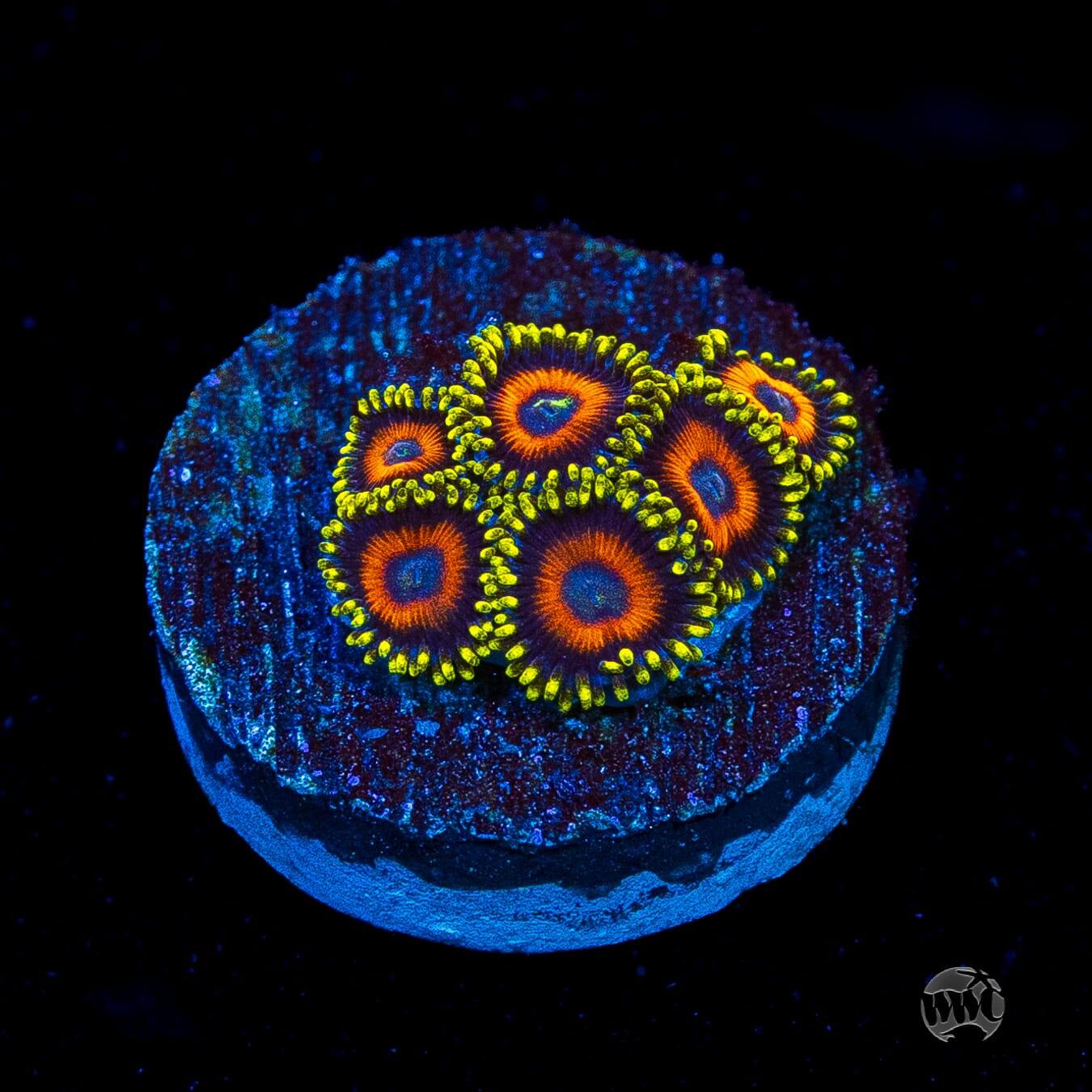 Eagle Eye Zoanthids