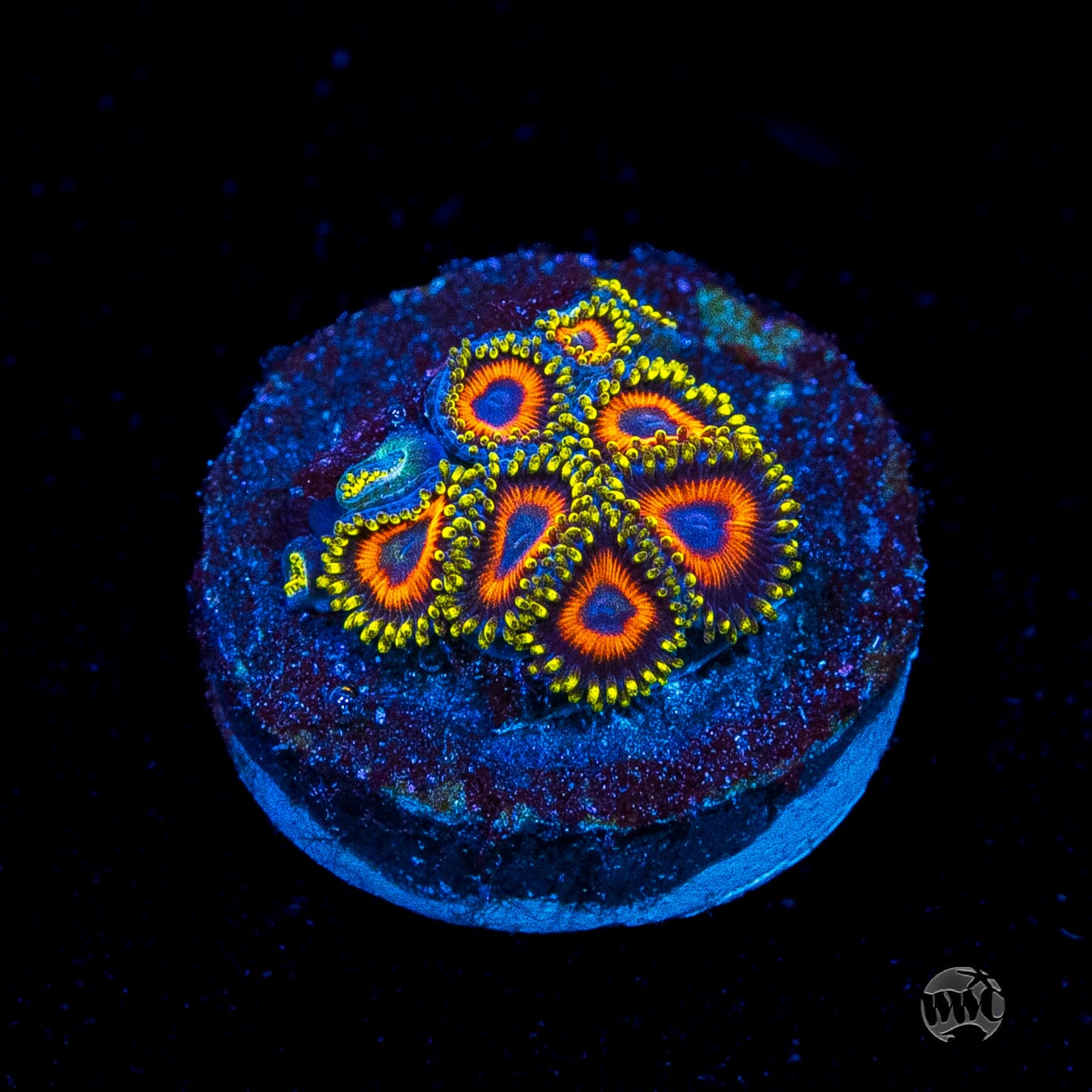 Eagle Eye Zoanthids