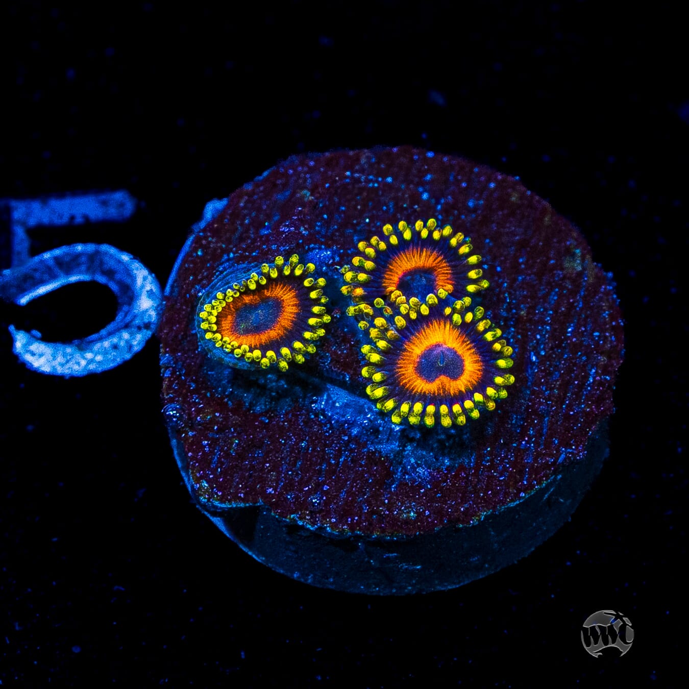 Eagle Eye Zoanthids