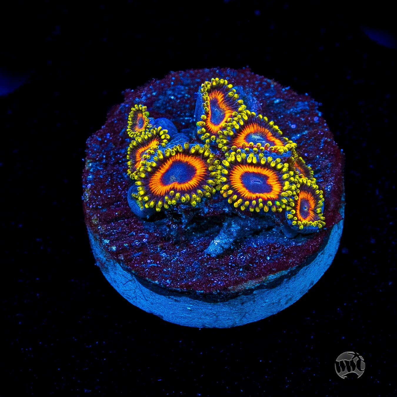 Eagle Eye Zoanthids