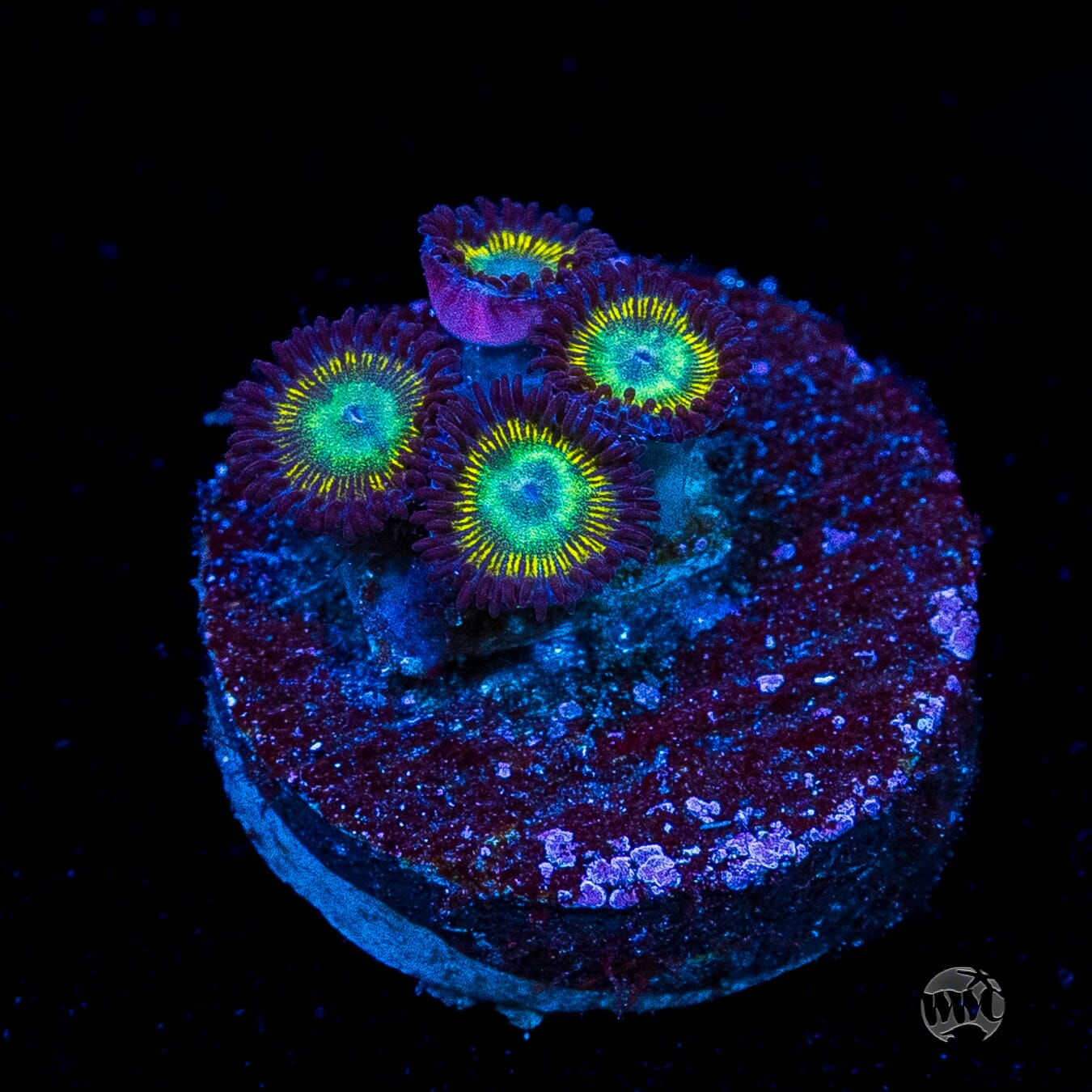 WWC Saltwater Taffee Zoanthids