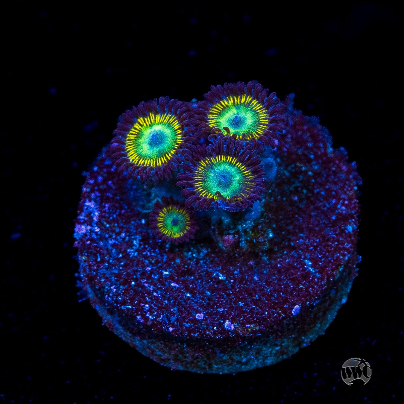 WWC Saltwater Taffee Zoanthids