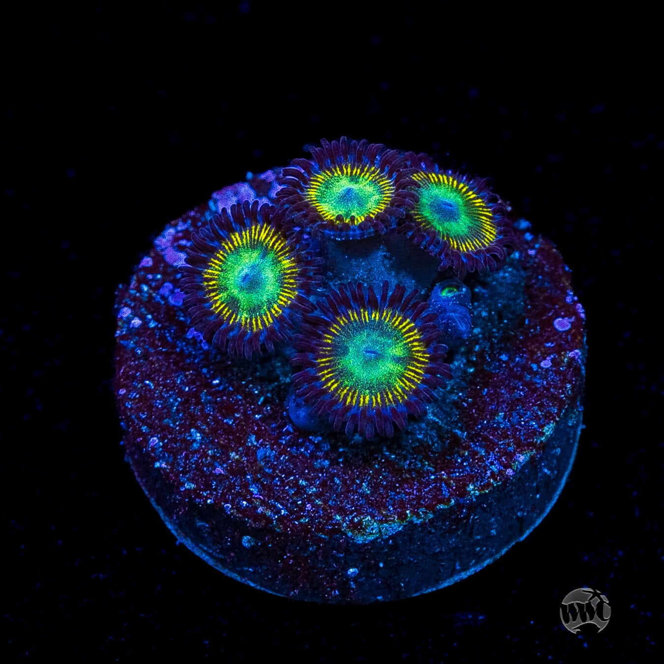 WWC Saltwater Taffee Zoanthids