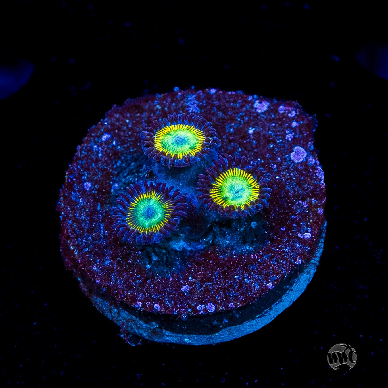 WWC Saltwater Taffee Zoanthids