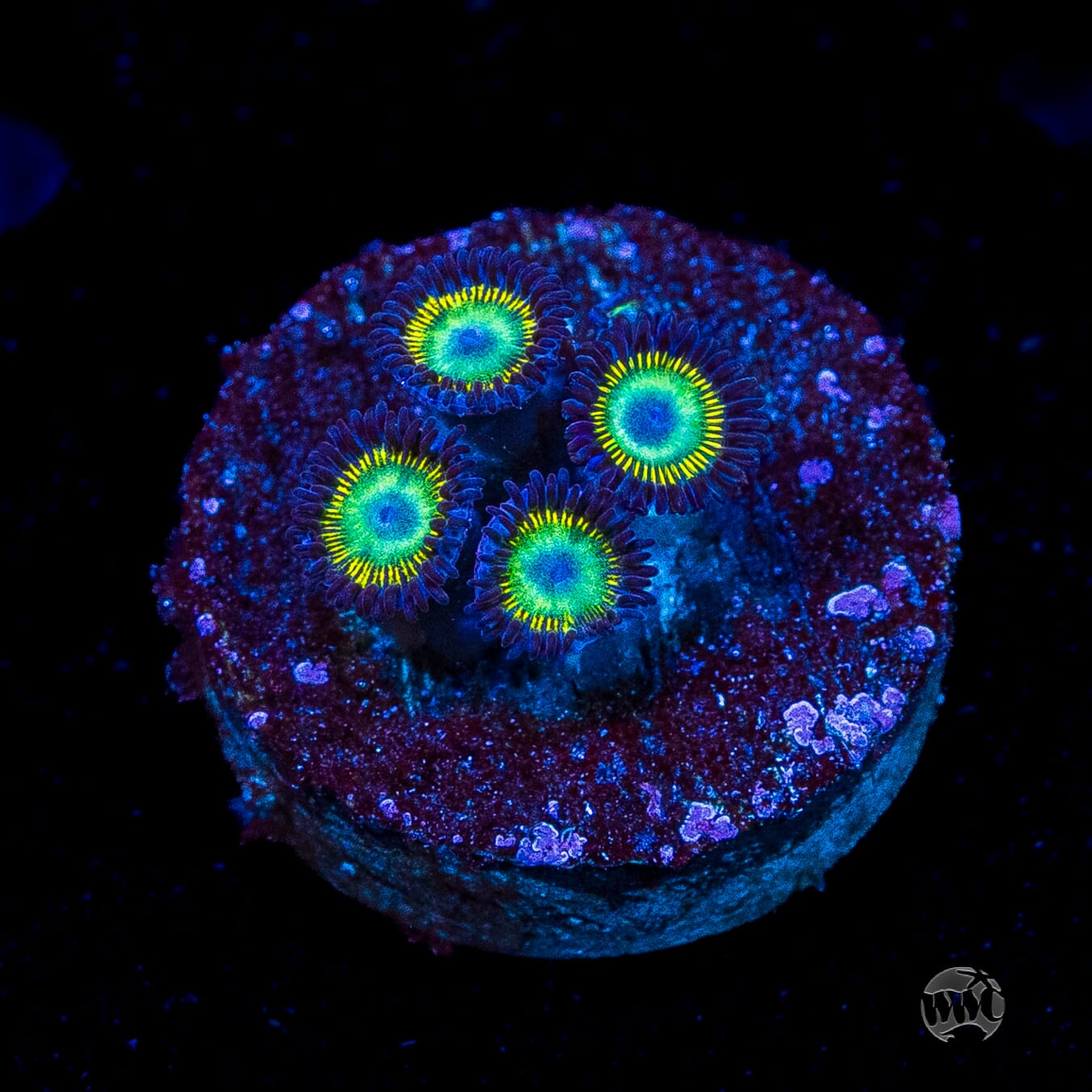 WWC Saltwater Taffee Zoanthids