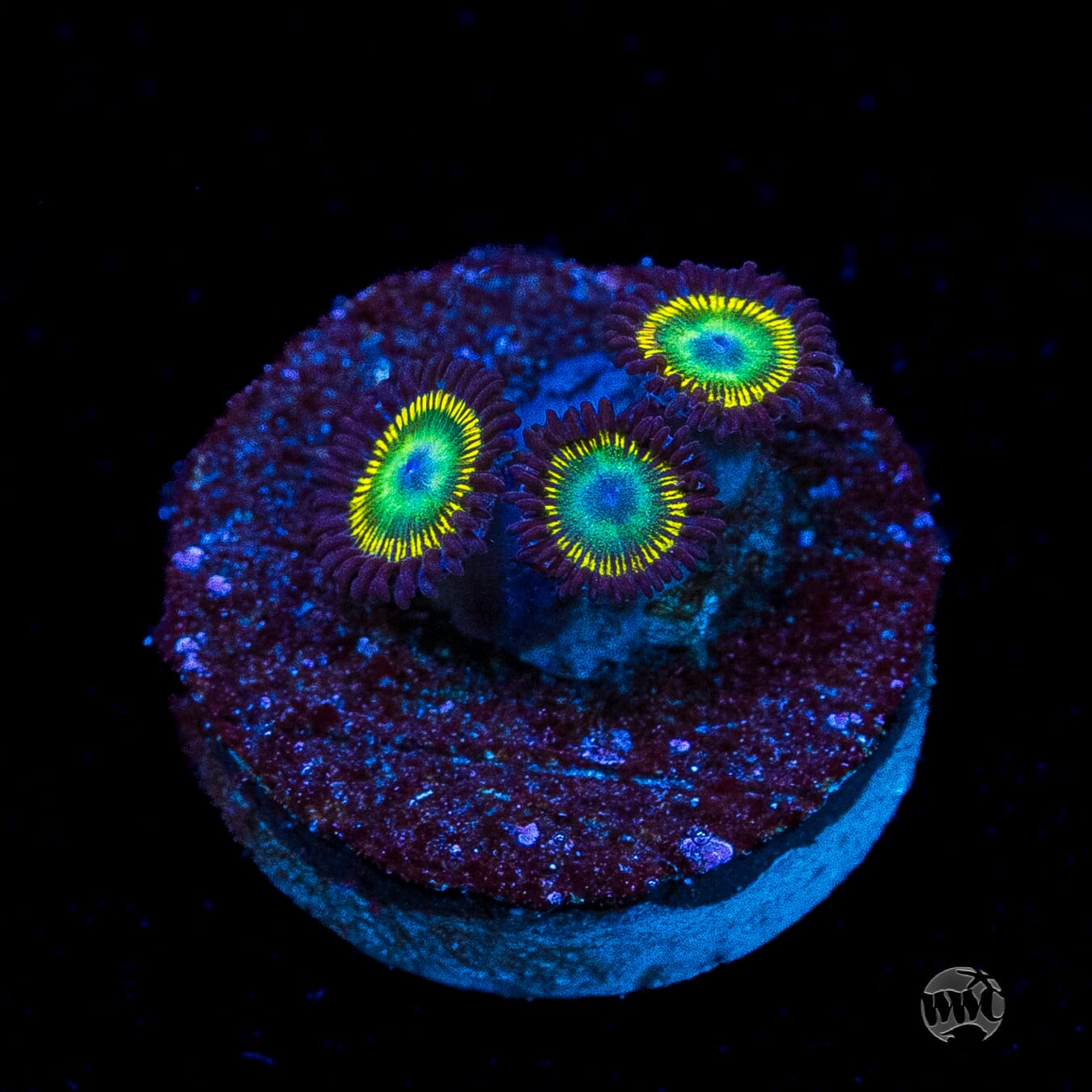 WWC Saltwater Taffee Zoanthids
