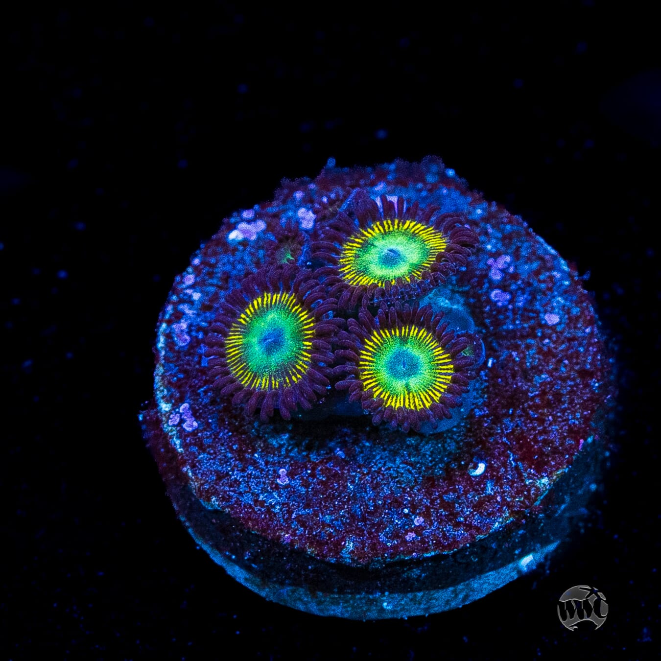 WWC Saltwater Taffee Zoanthids