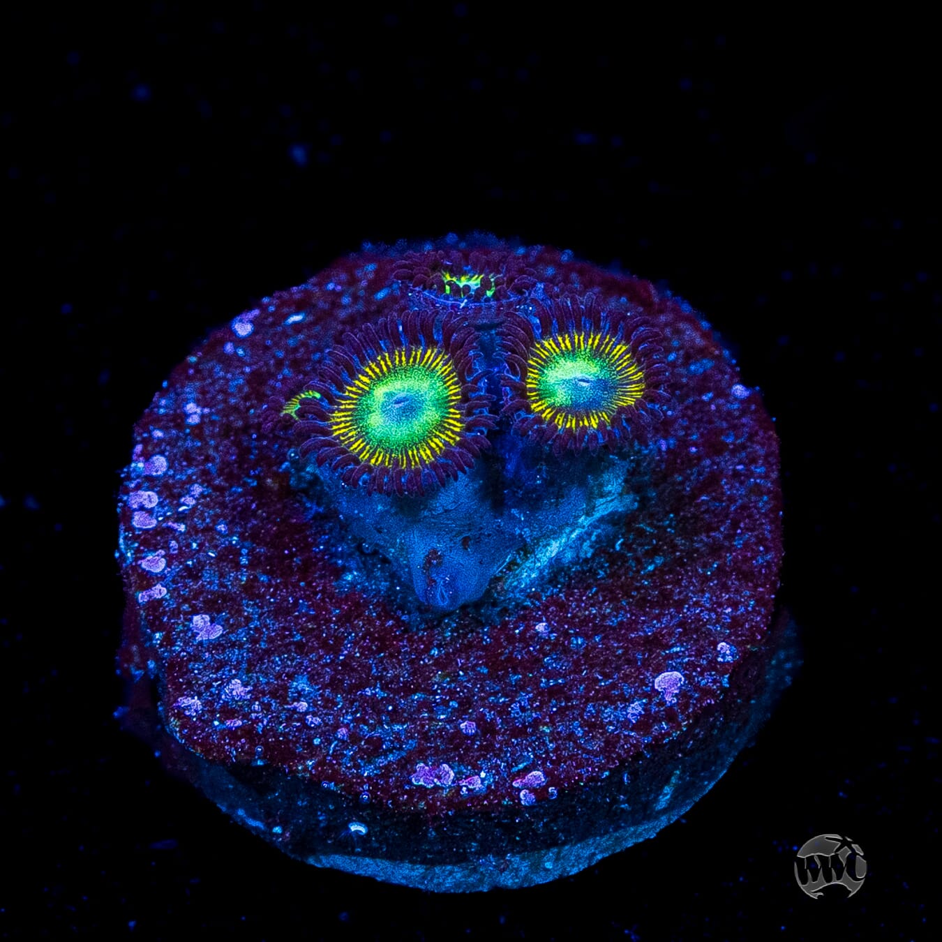 WWC Saltwater Taffee Zoanthids