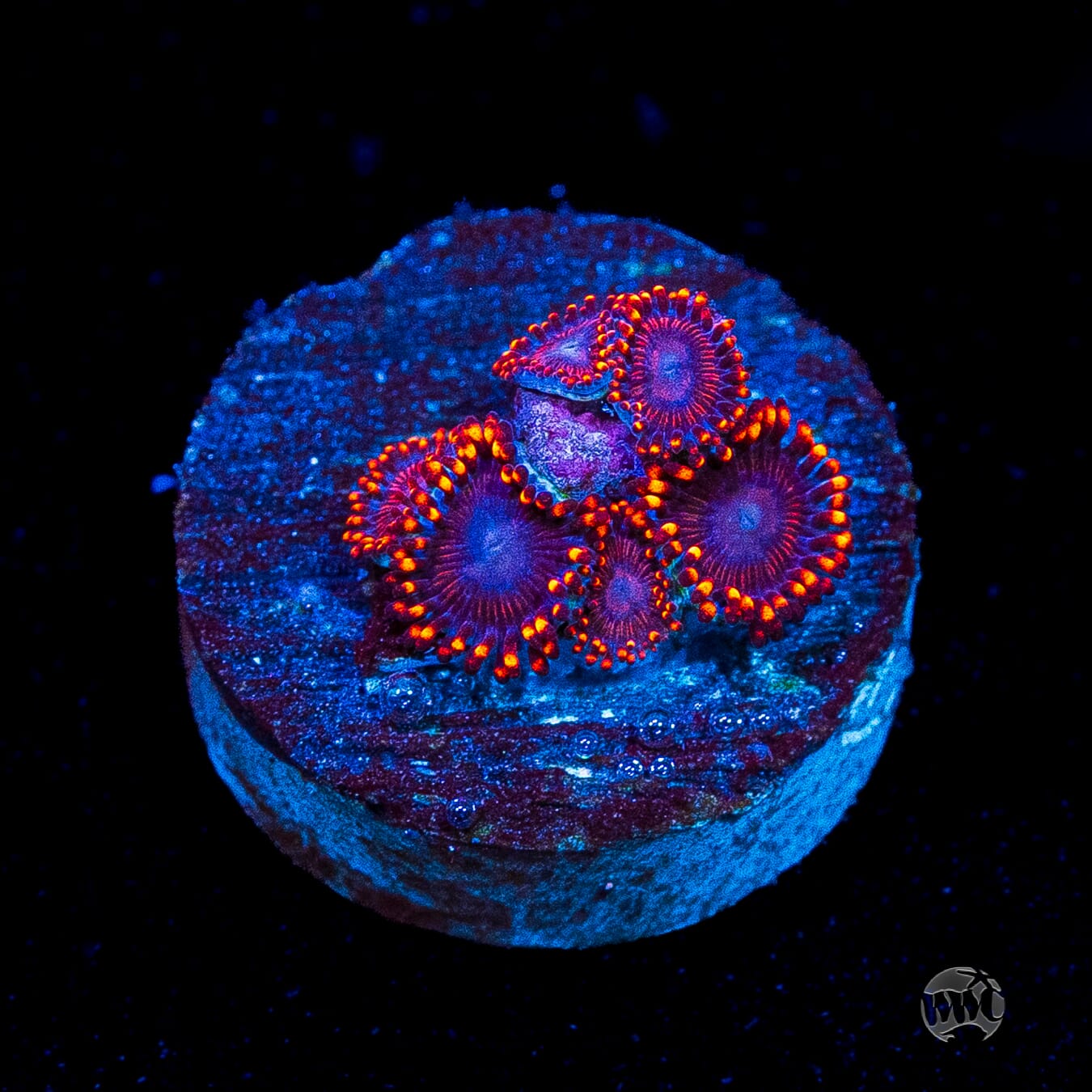 WWC Flaming Dragon Zoanthids