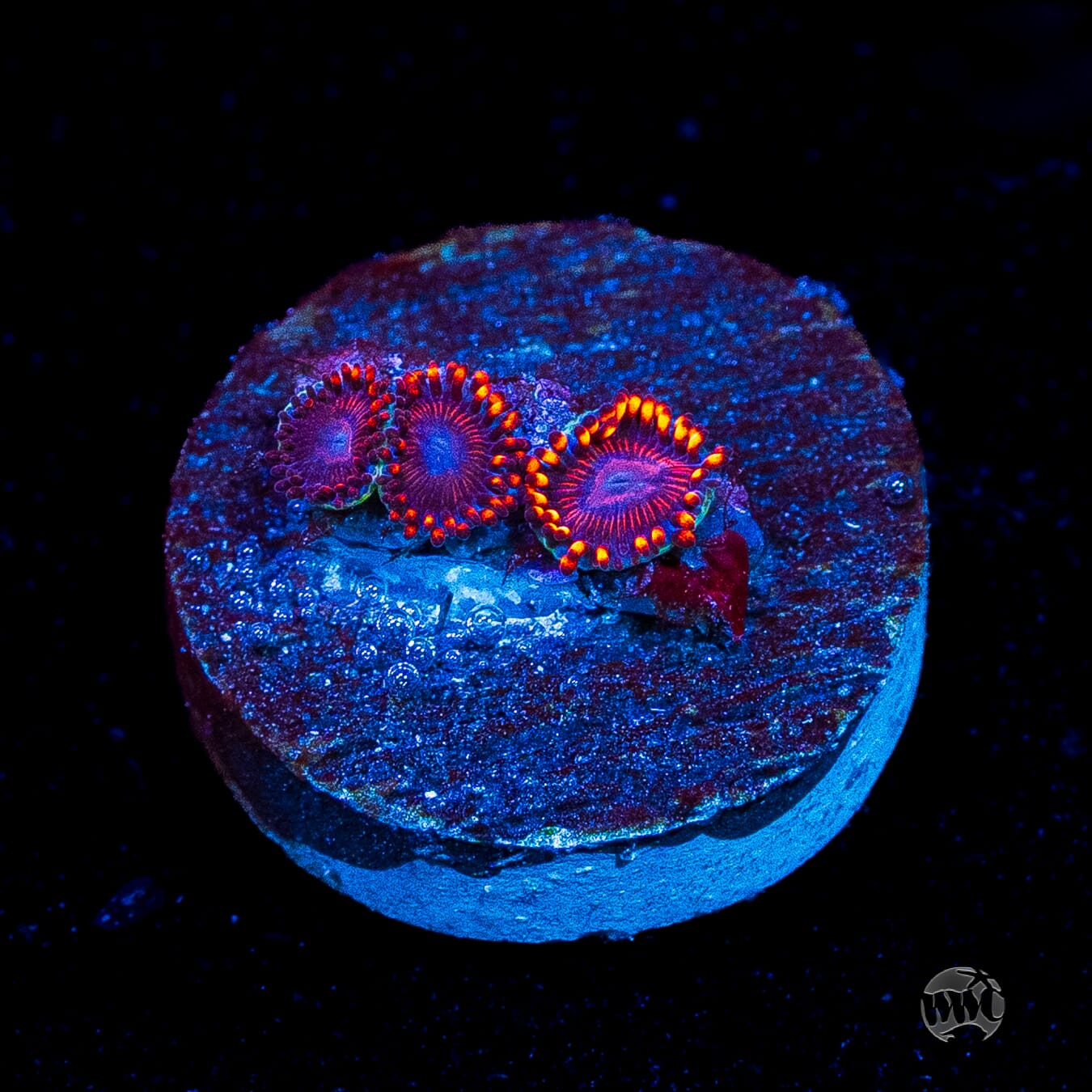 WWC Flaming Dragon Zoanthids