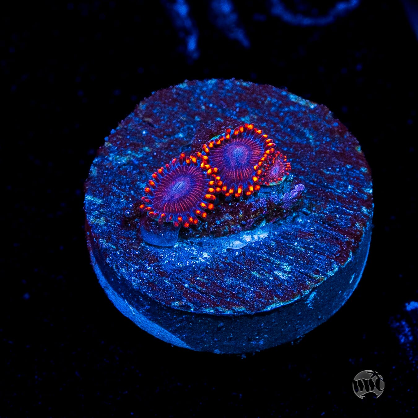 WWC Flaming Dragon Zoanthids