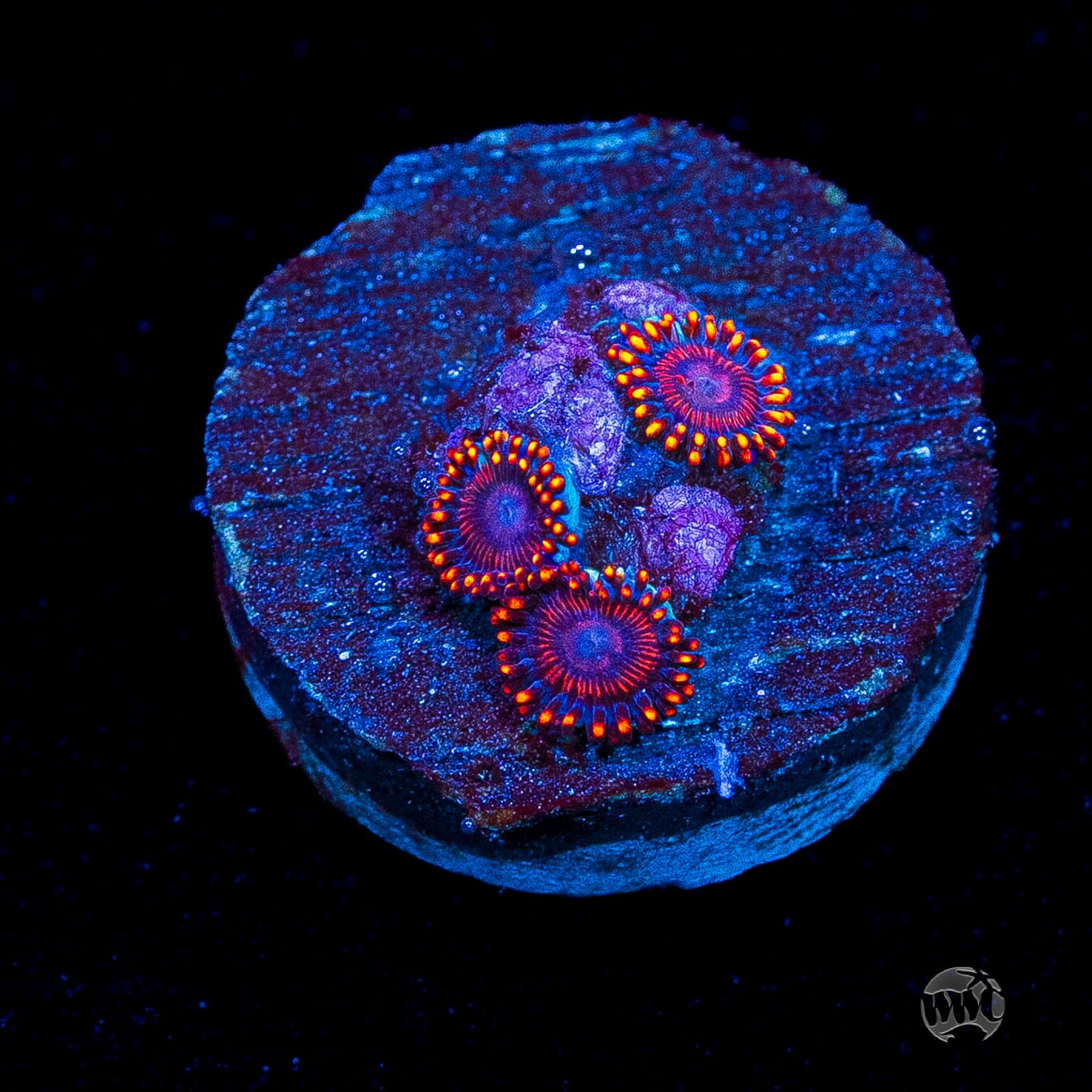 WWC Flaming Dragon Zoanthids