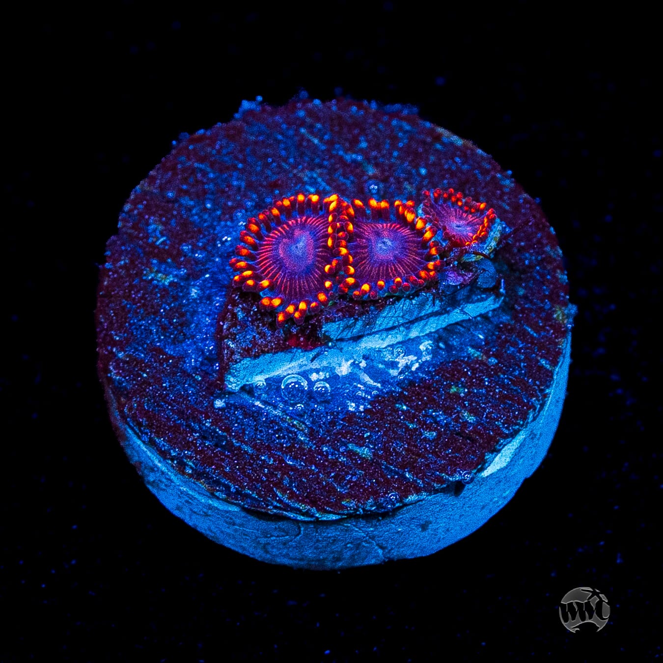 WWC Flaming Dragon Zoanthids