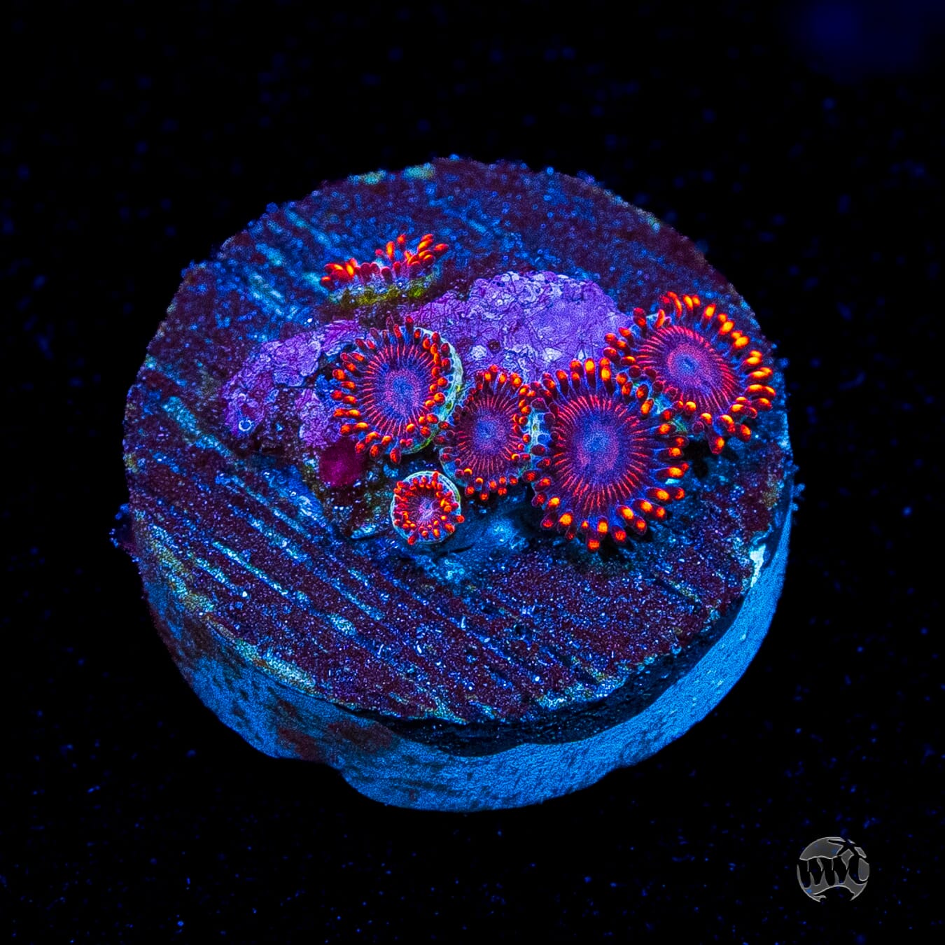 WWC Flaming Dragon Zoanthids