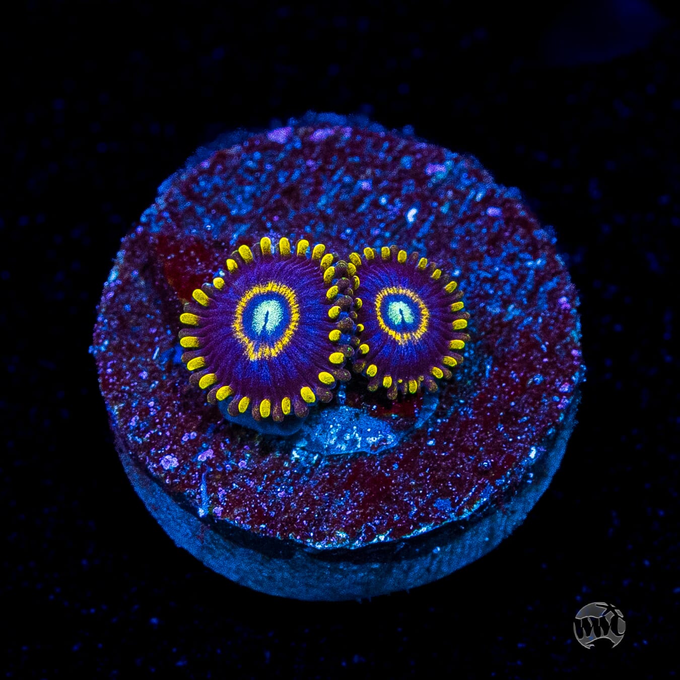 Blue Hornet Zoanthids