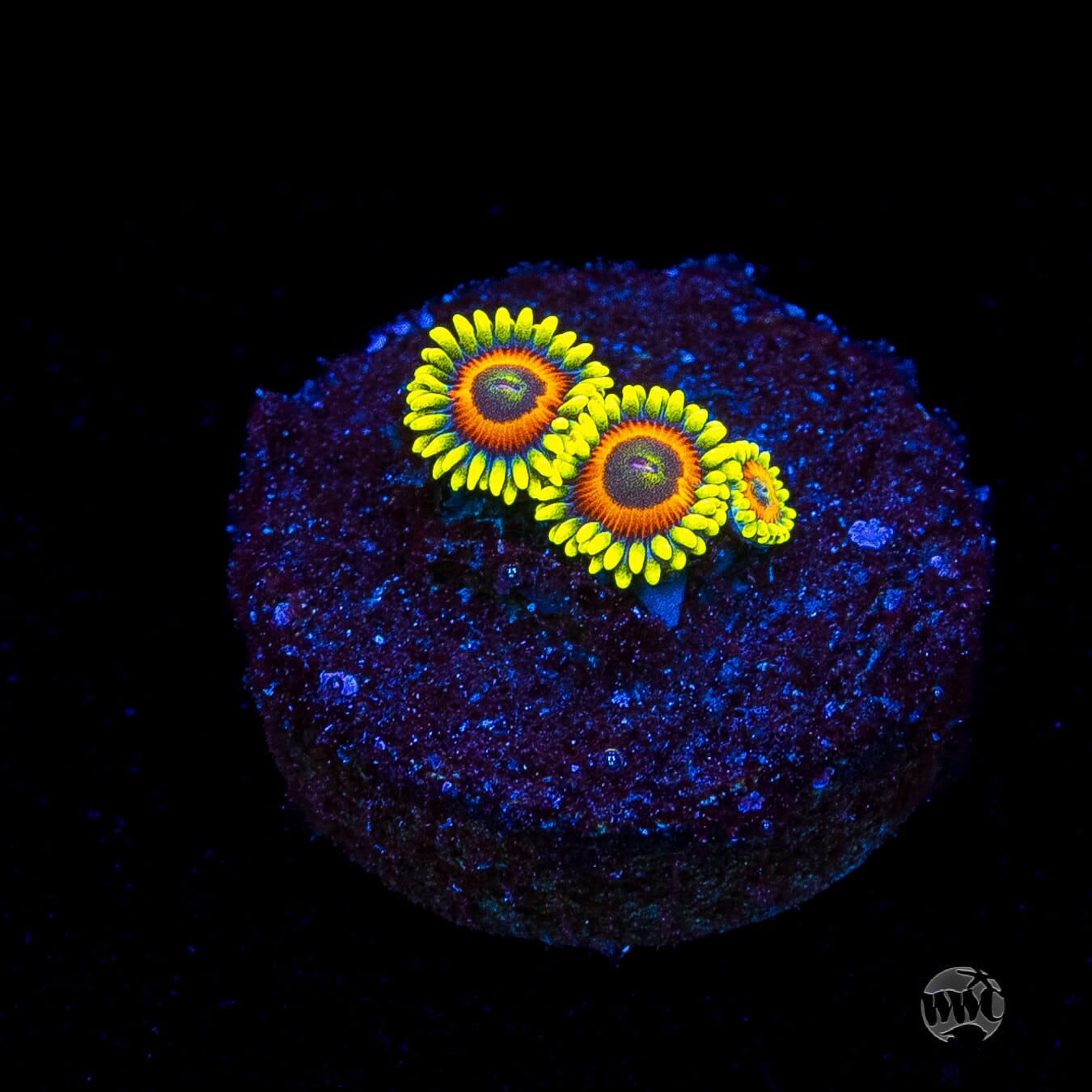WWC Wildflower Zoanthids